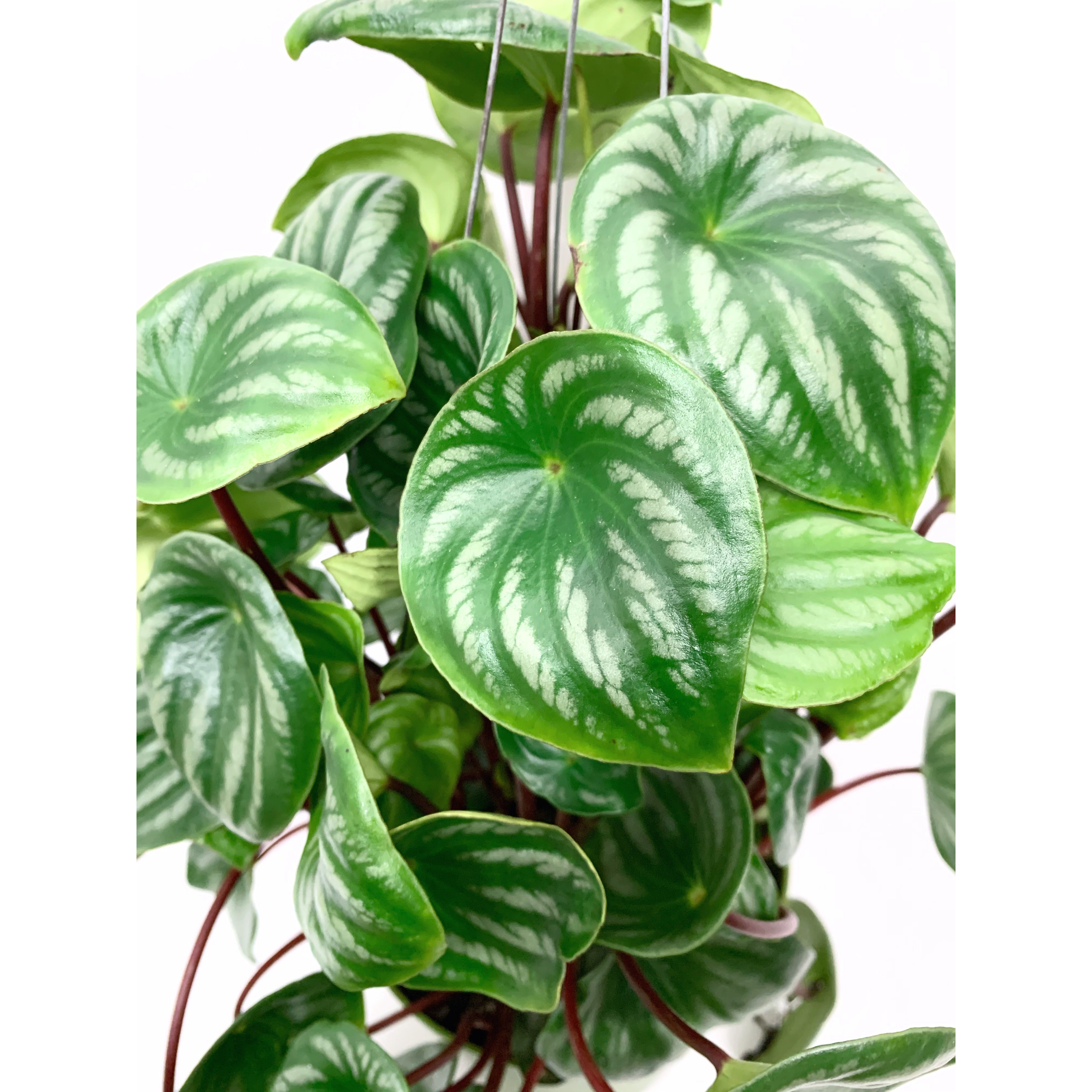 Watermelon Peperomia