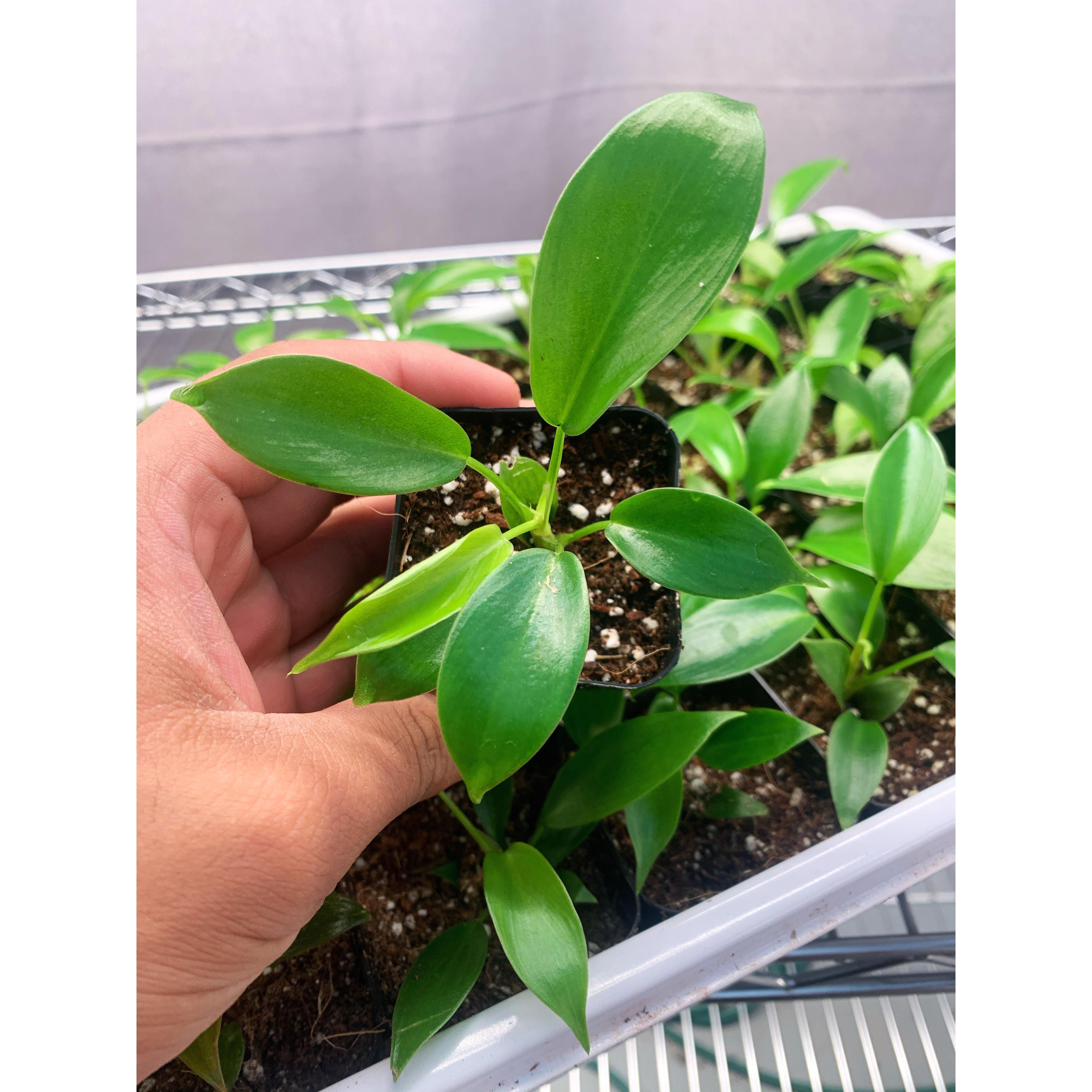 Florida Beauty Green