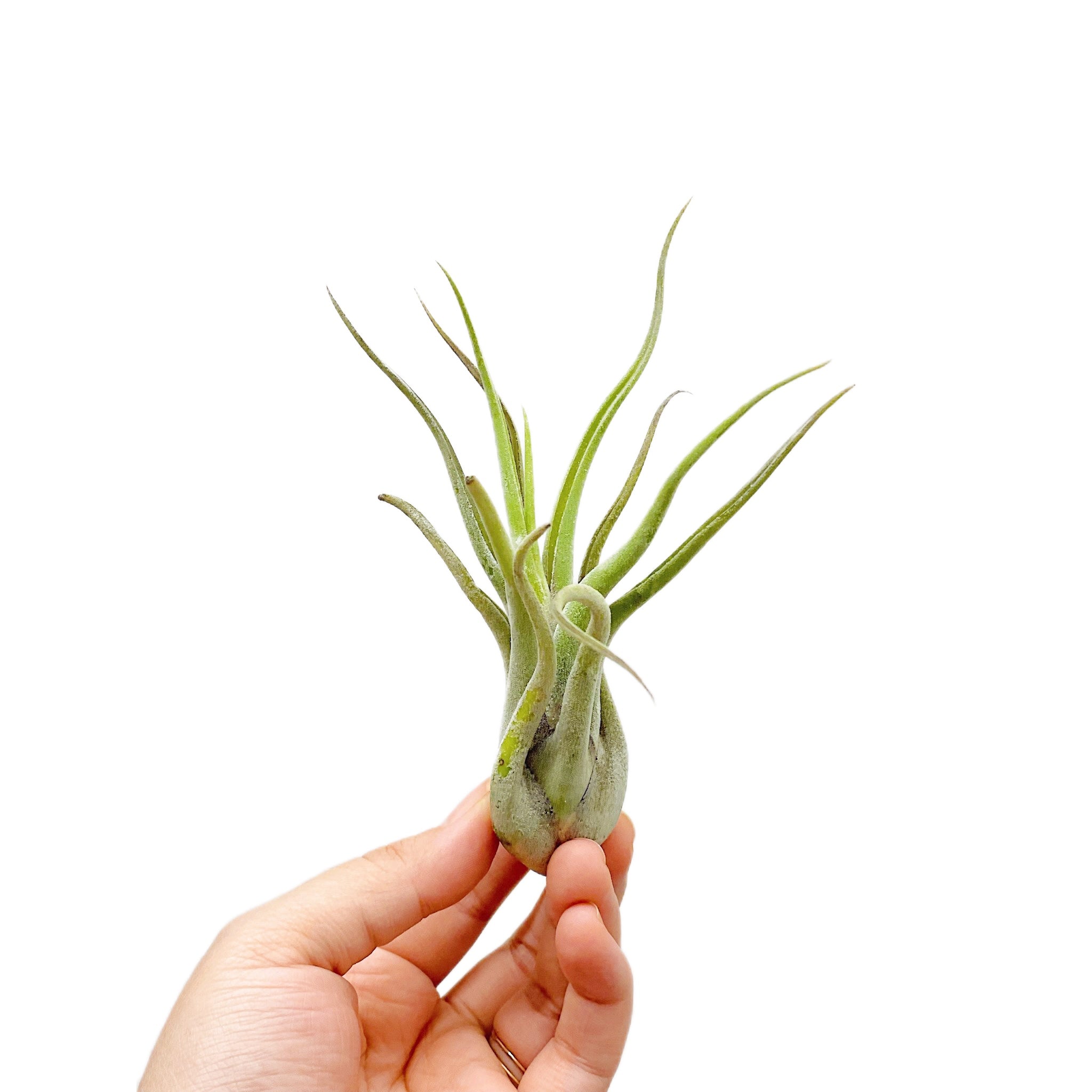 Tillandsia Caput-Medusae