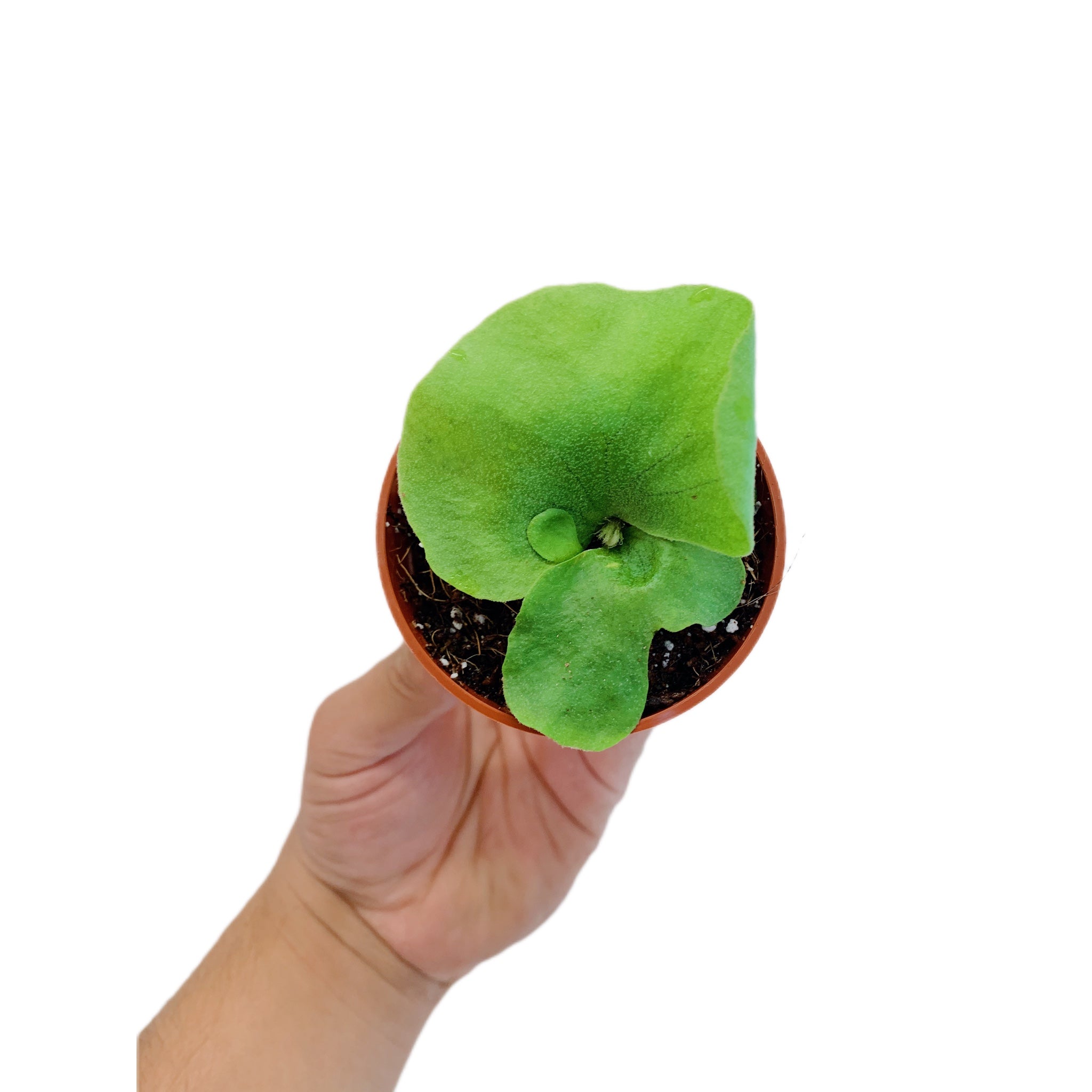 Platycerium Elephantotis