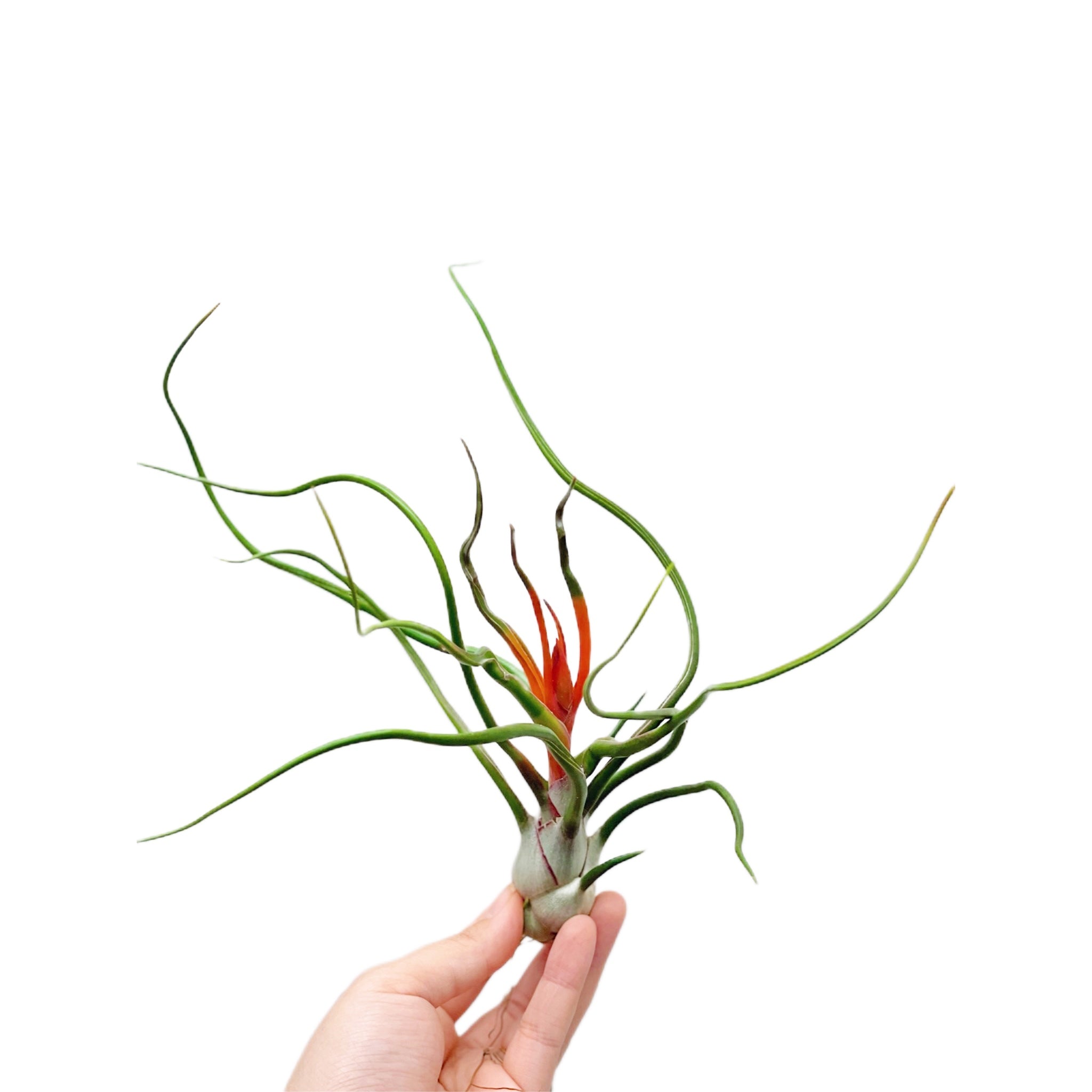 Tillandsia Bulbosa Belize