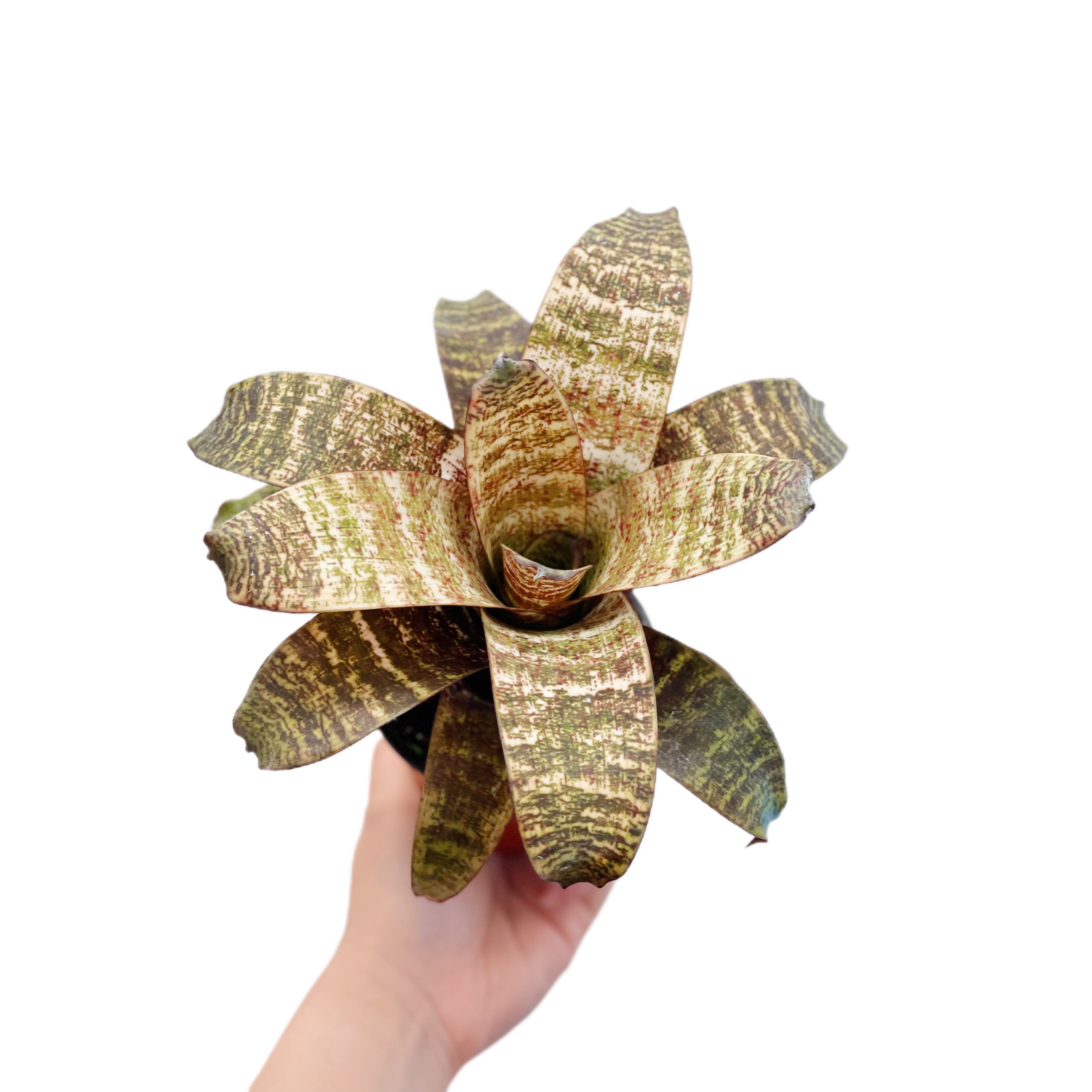 Vriesea fosteriana 'Red Chestnut'