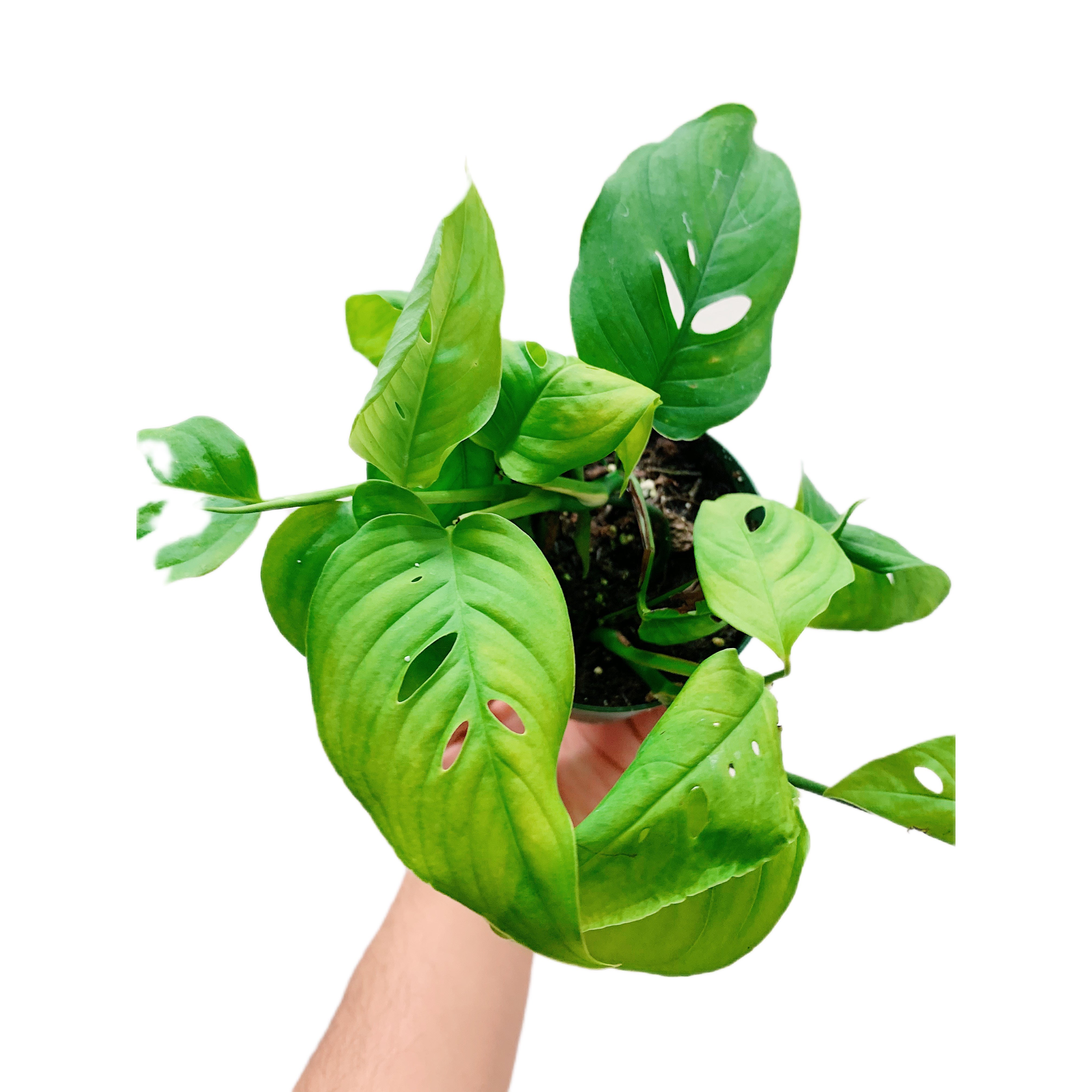 Monstera Lechleriana