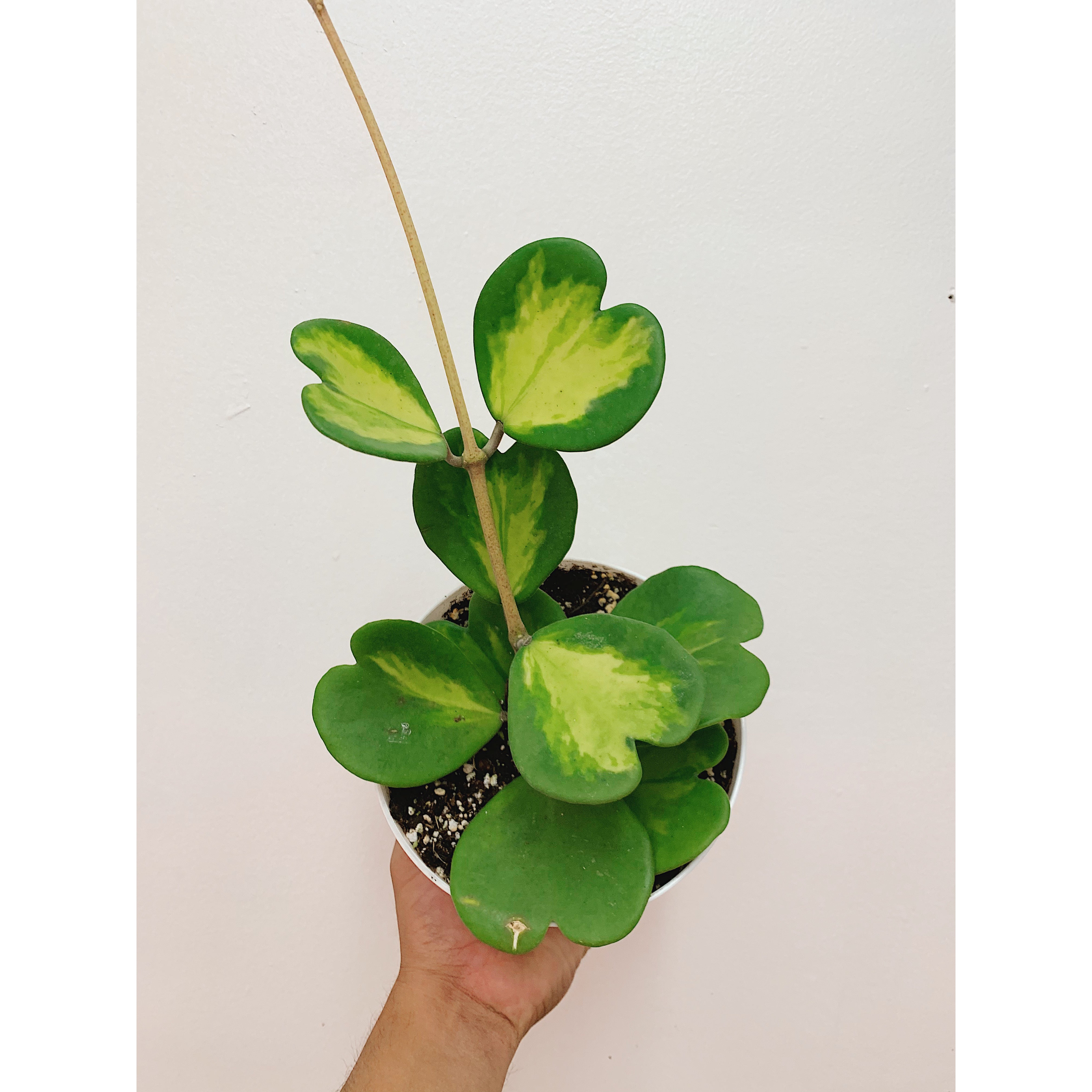 Hoya Kerri Reverse Var.