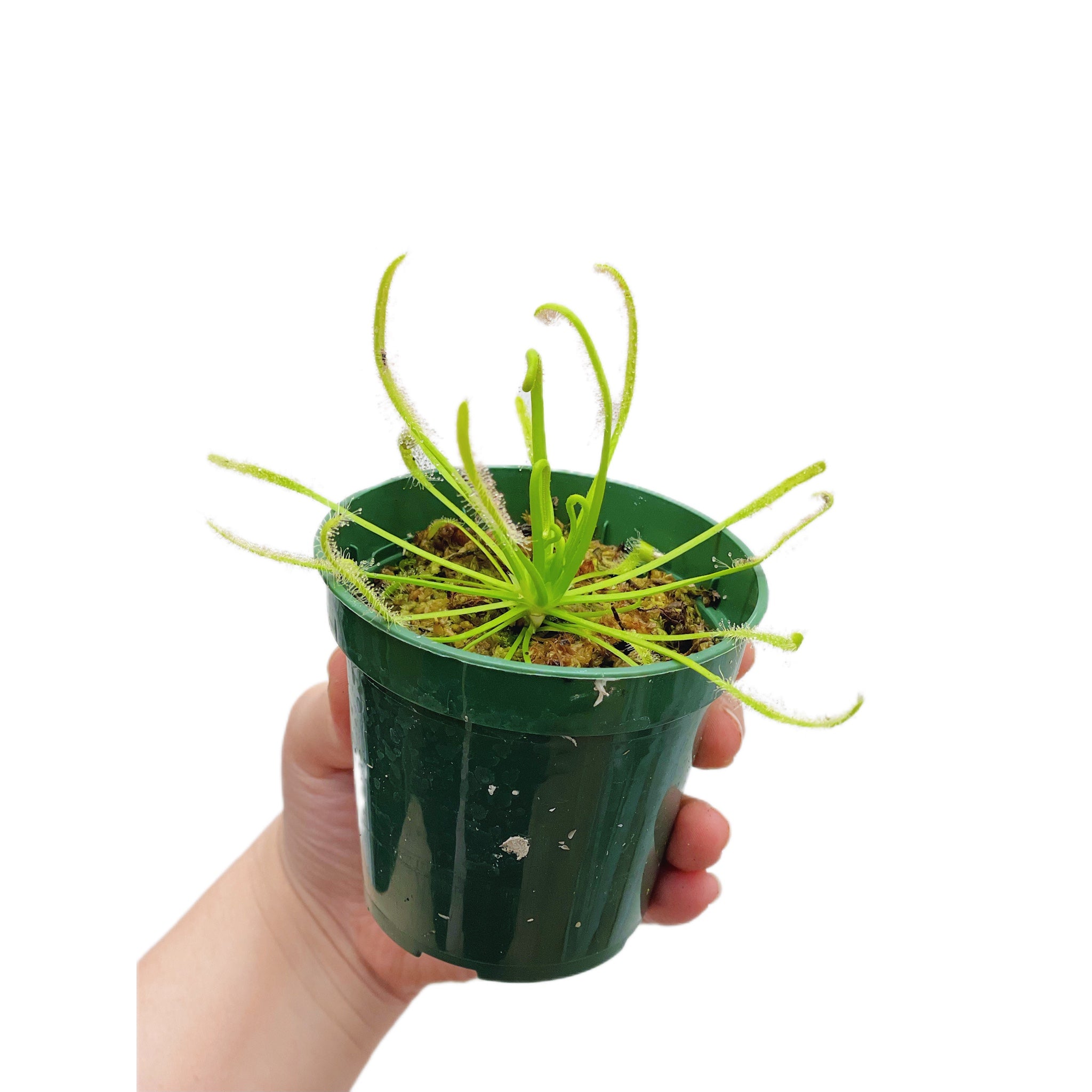 Drosera Capensis Albino