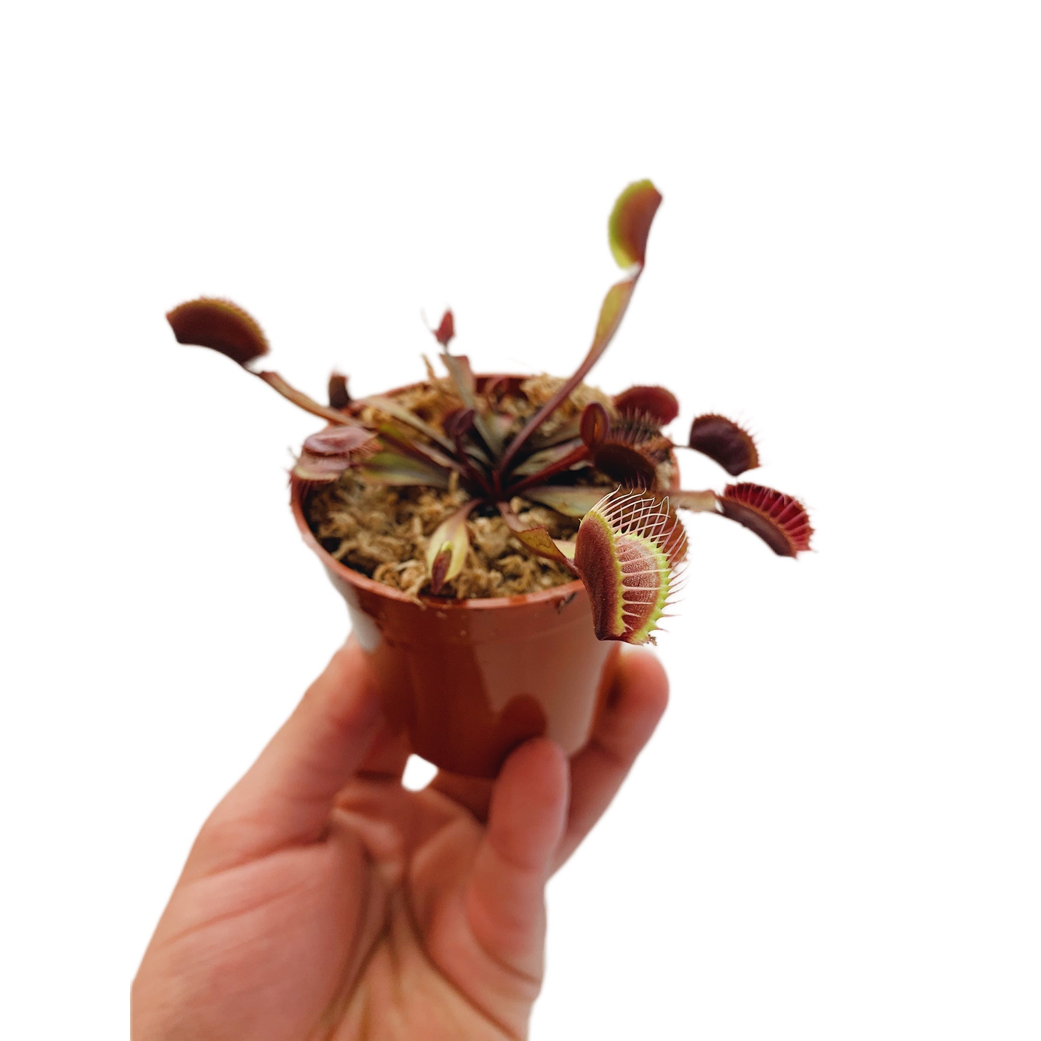 Dionaea Red Dragon