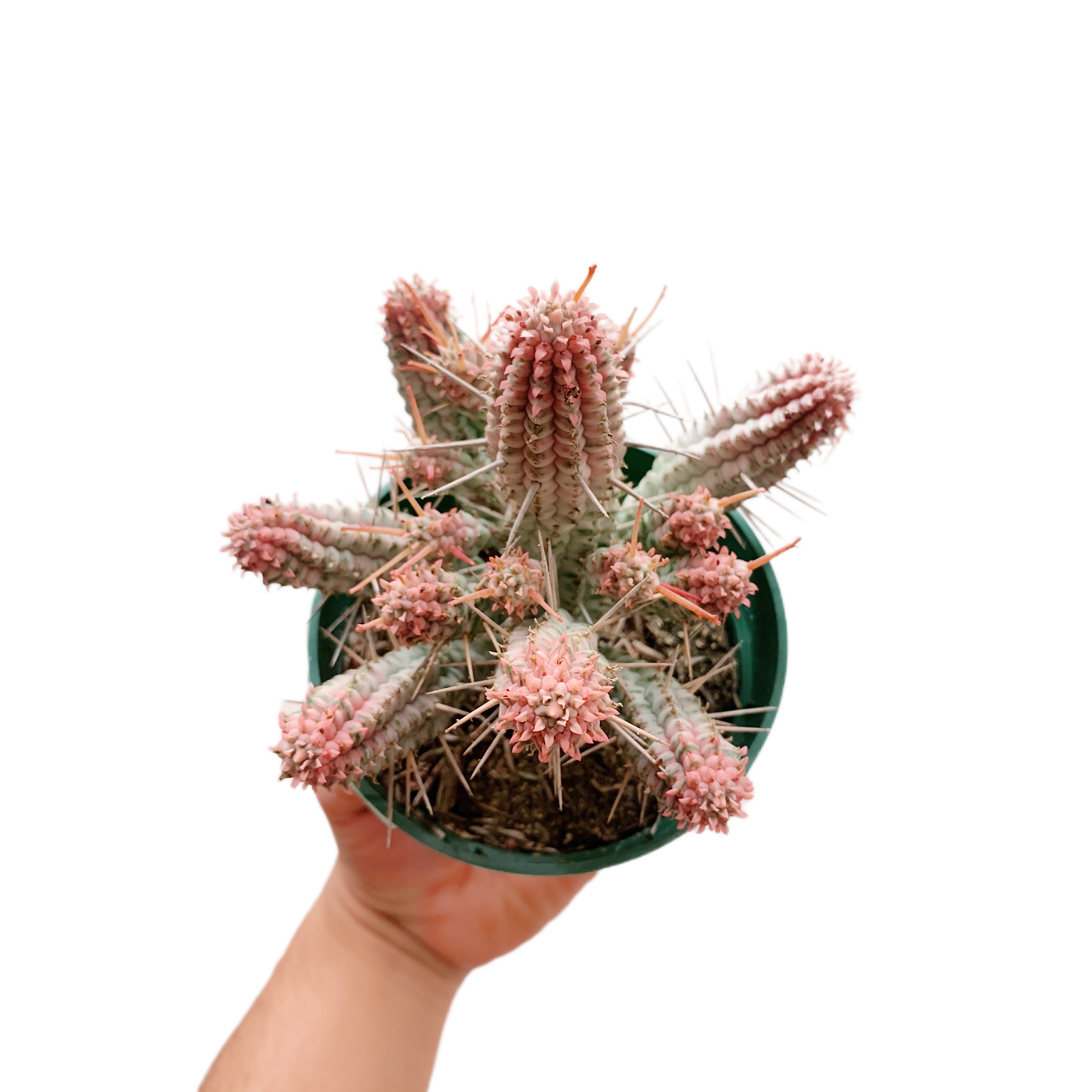 Euphorbia Mammillaris Variegata