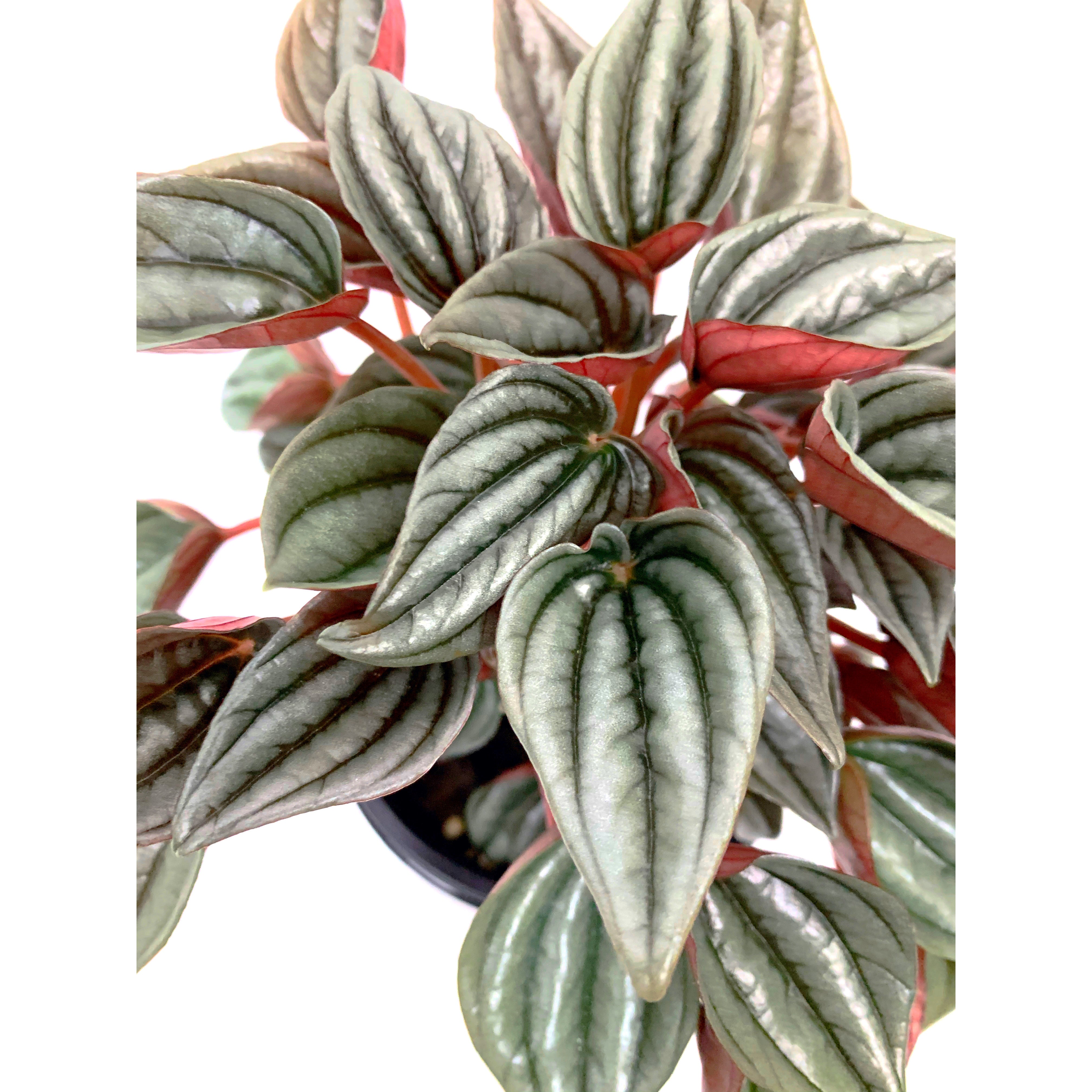 Peperomia 'Napoli Night'
