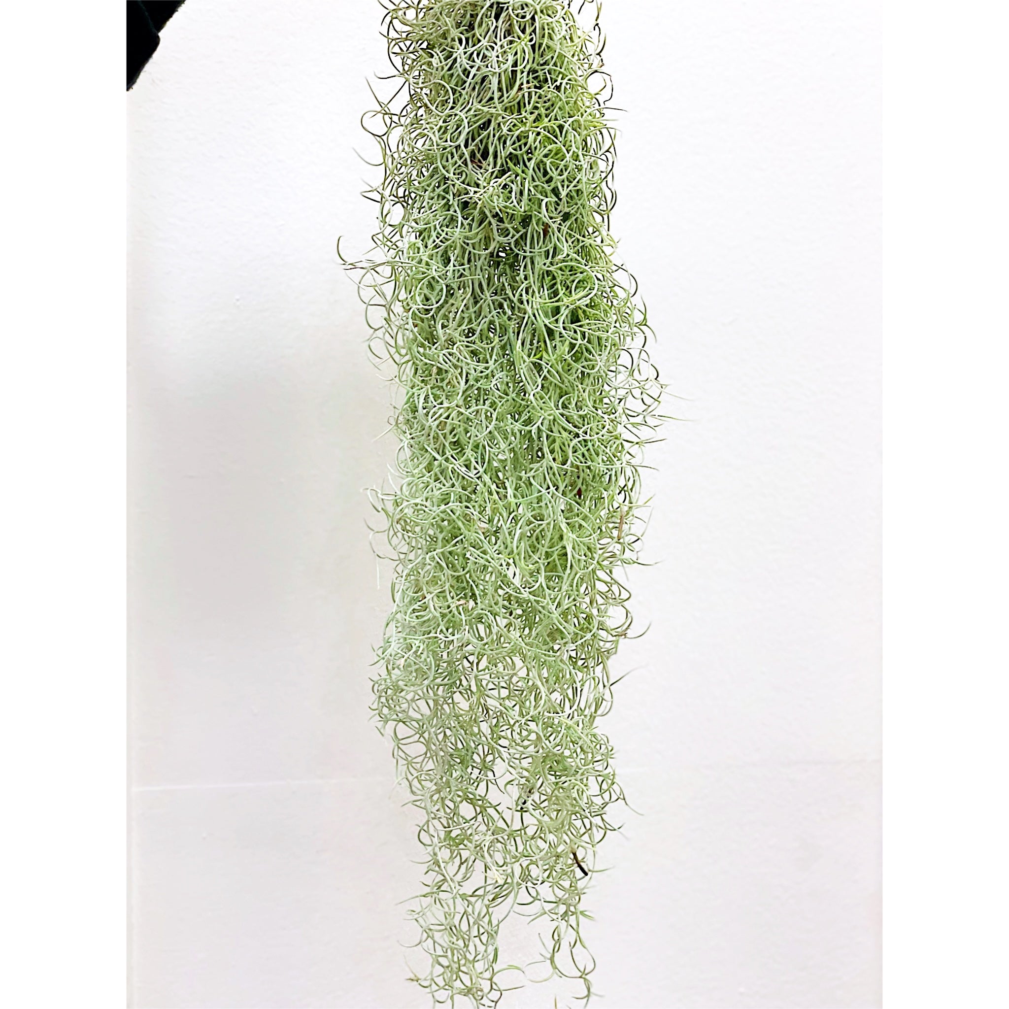 Tillandsia Curly Orange Moss