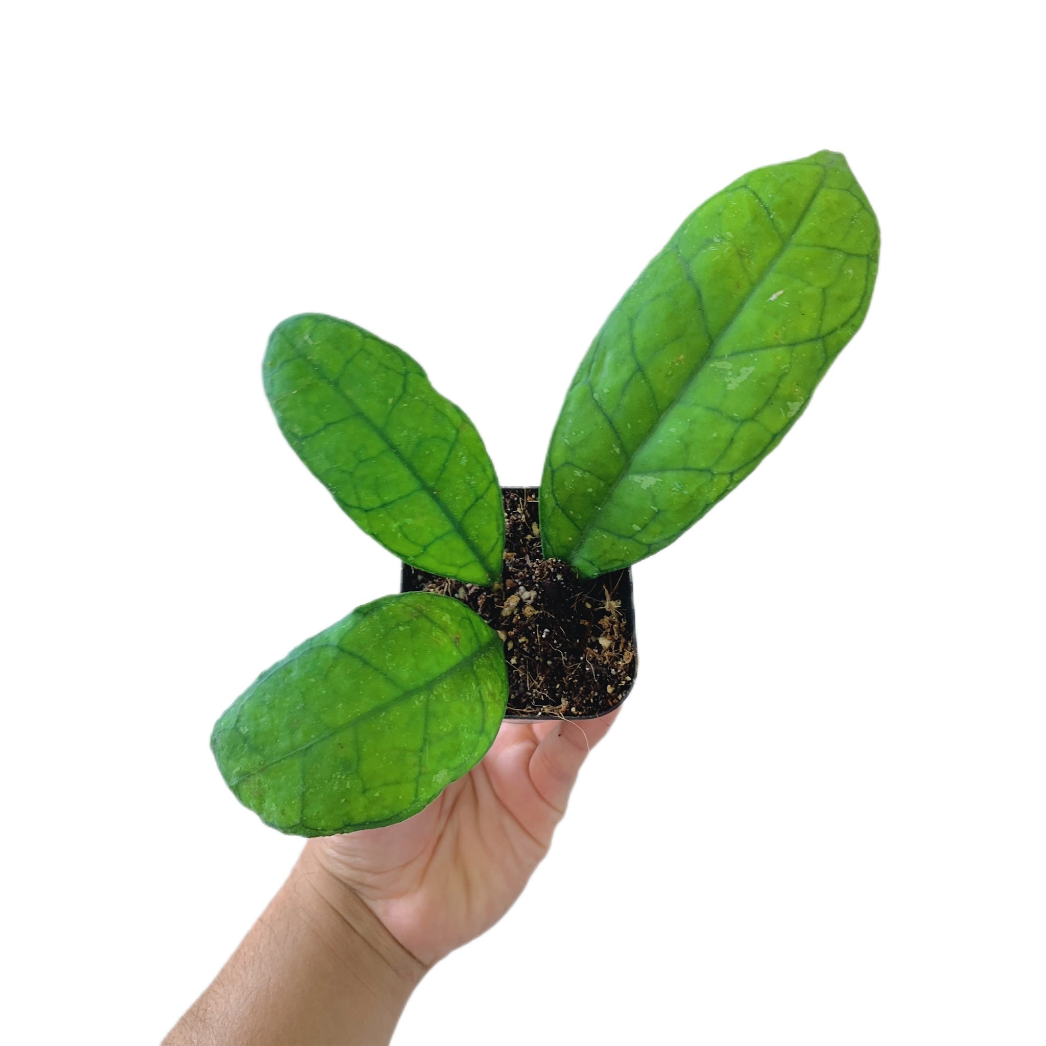 Hoya Finlaysonii Snow Splash