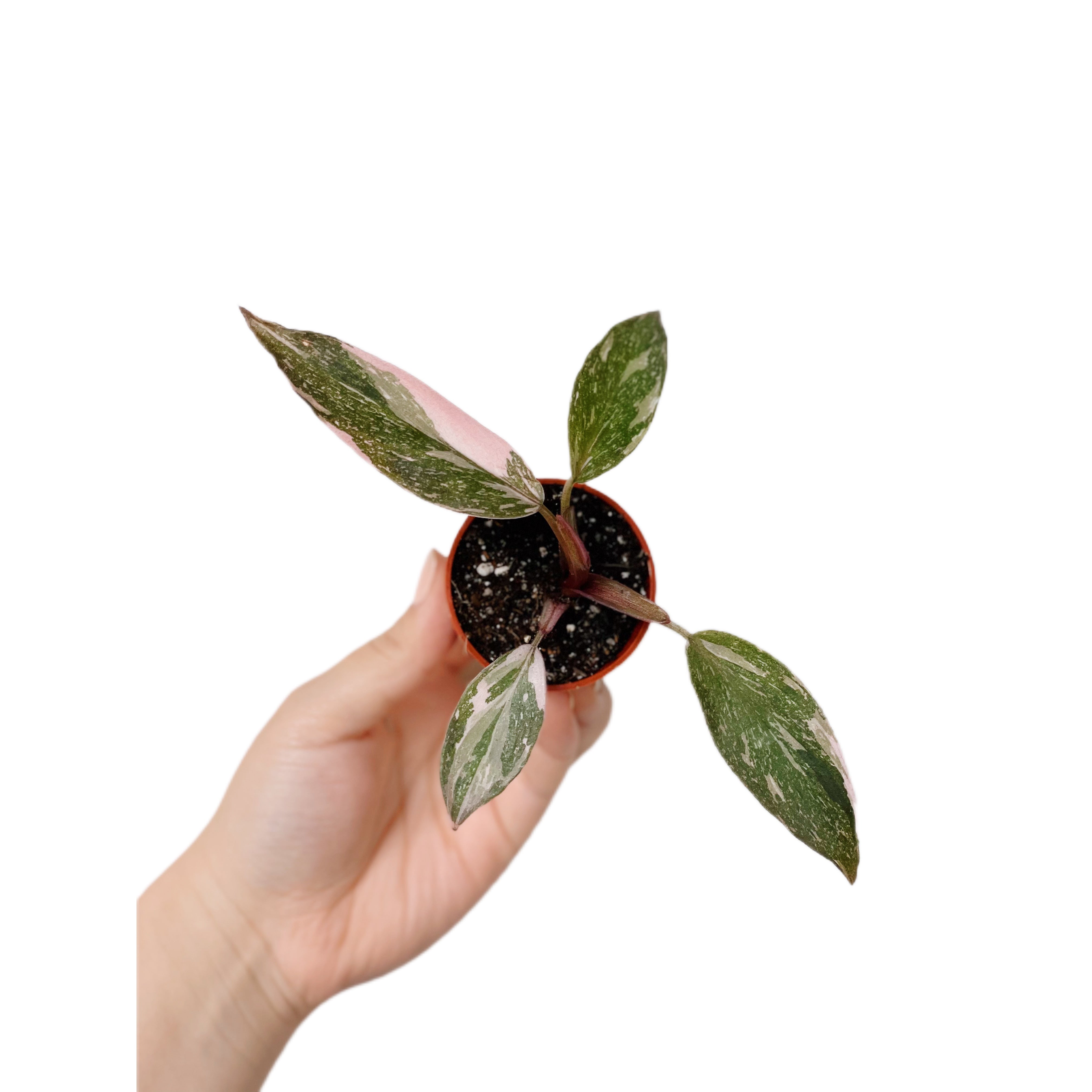 Philodendron Pink Princess (Plantlet)