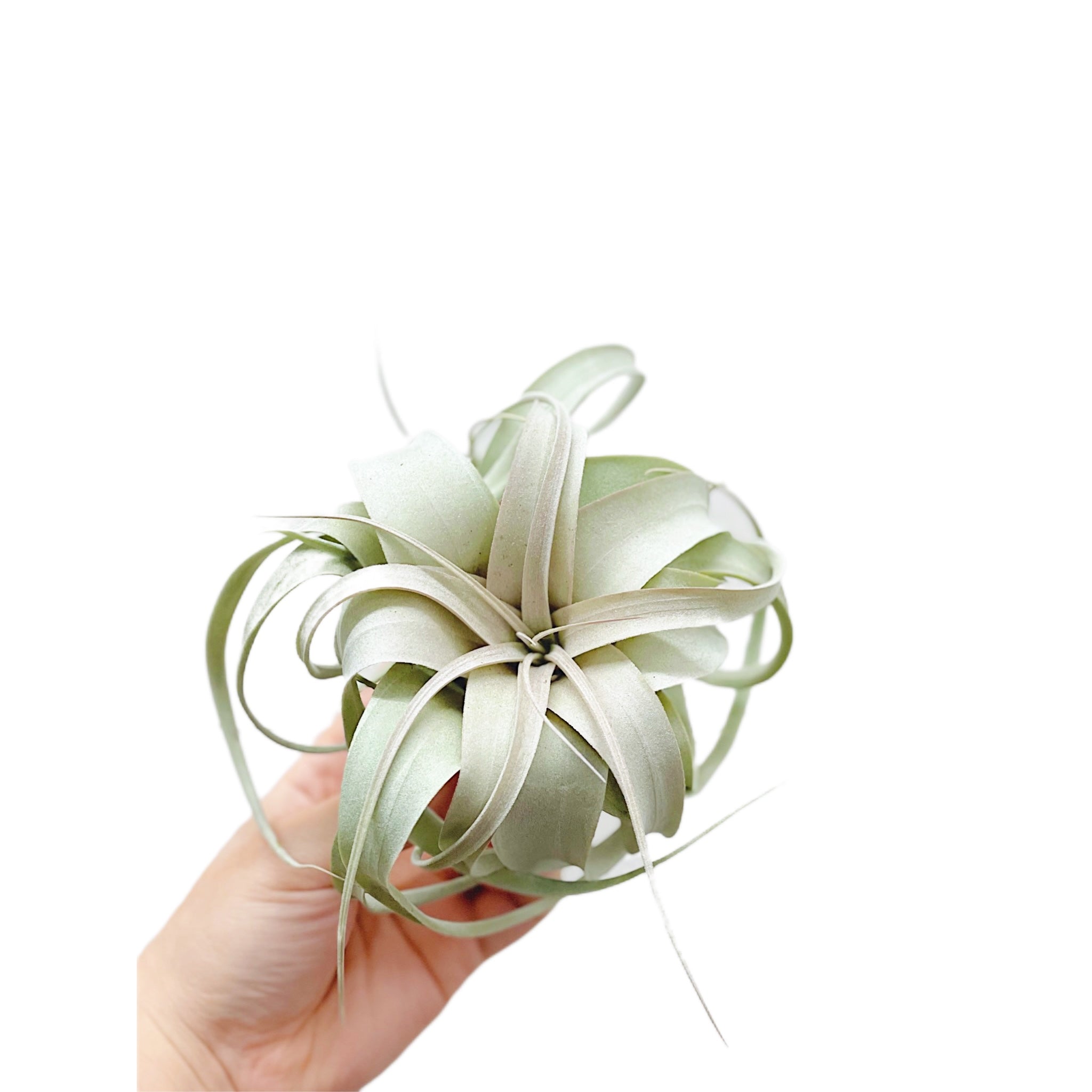 Tillandsia Xerographica