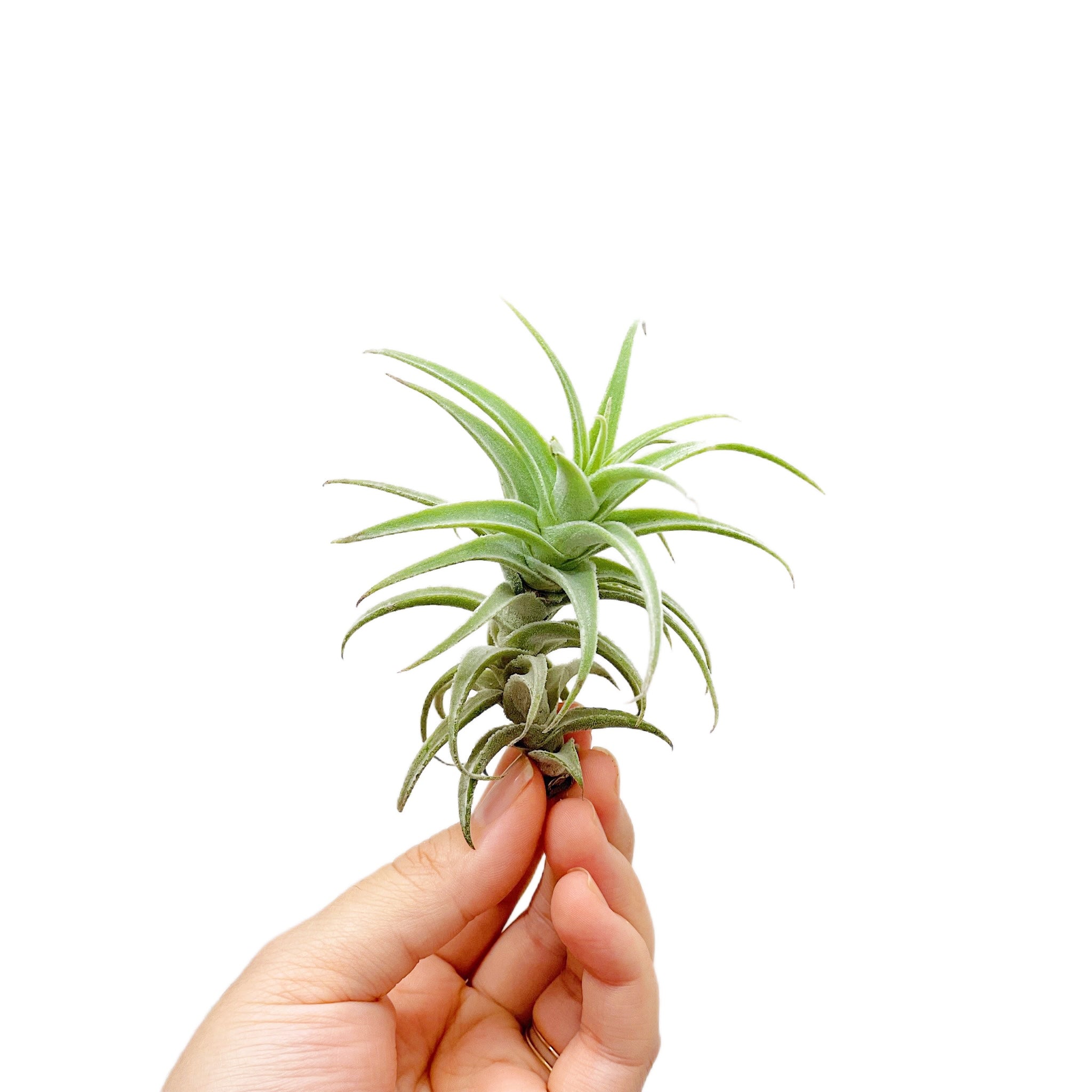 Tillandsia Purpurea Spiral