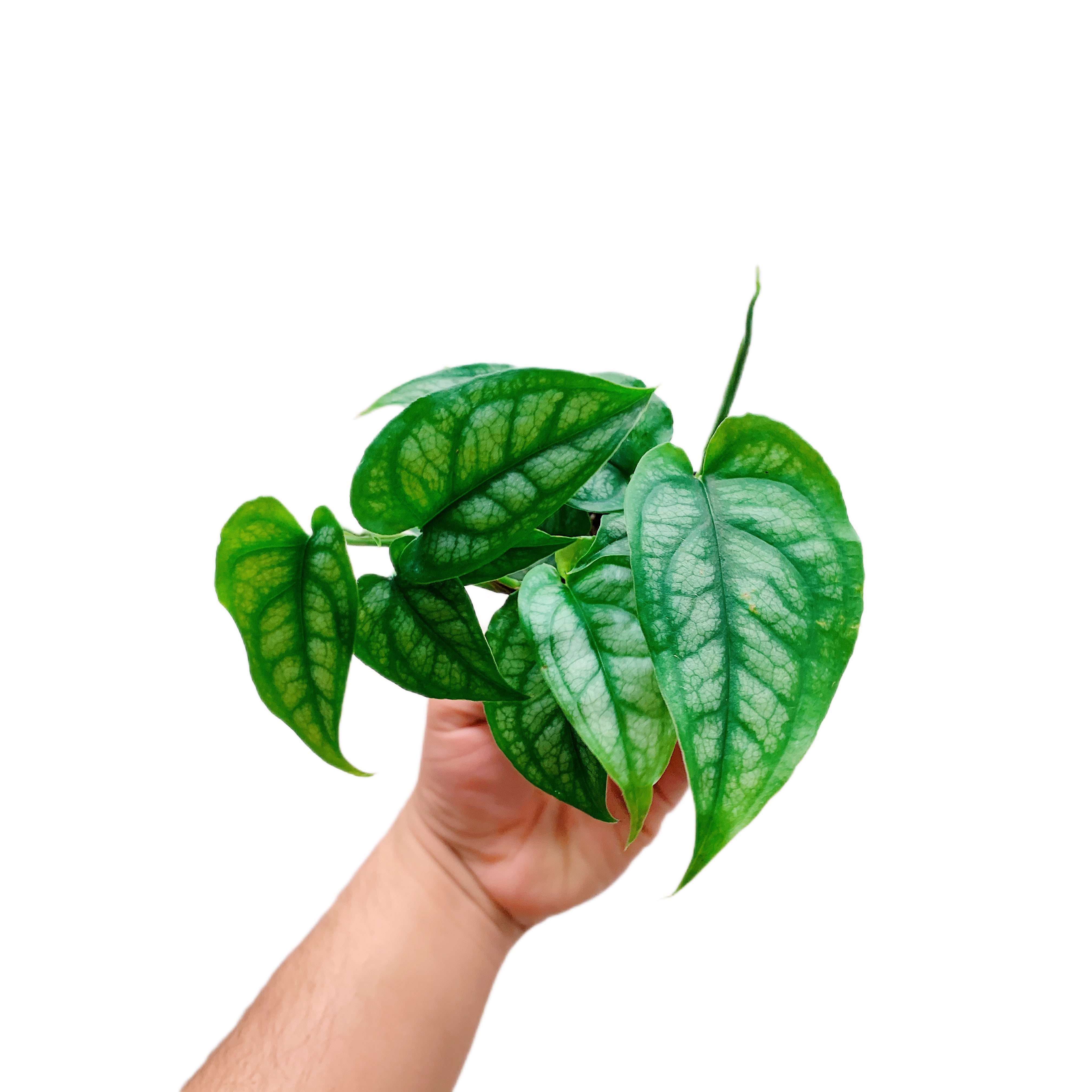 Monstera Siltepecana