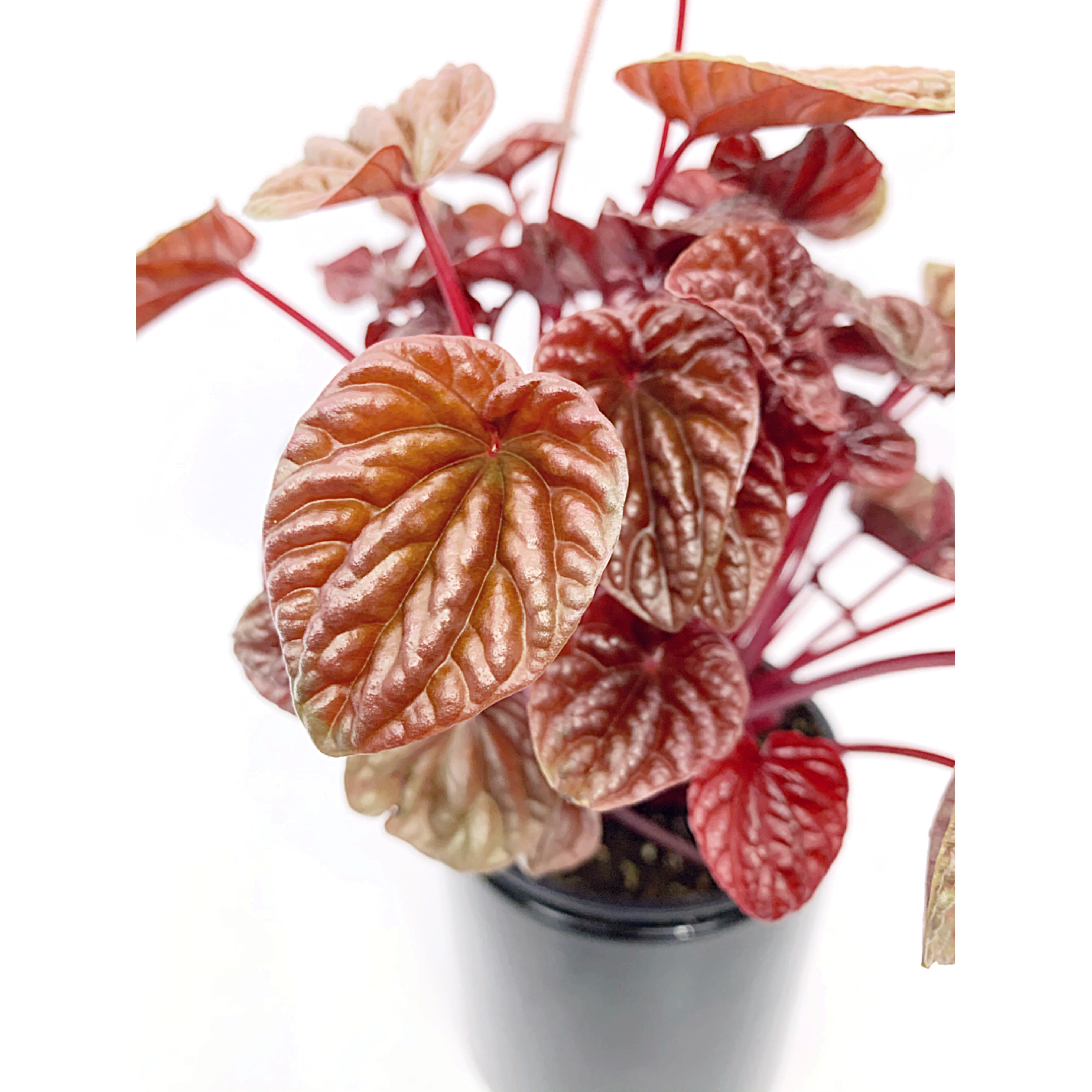Peperomia 'Schumi Red'
