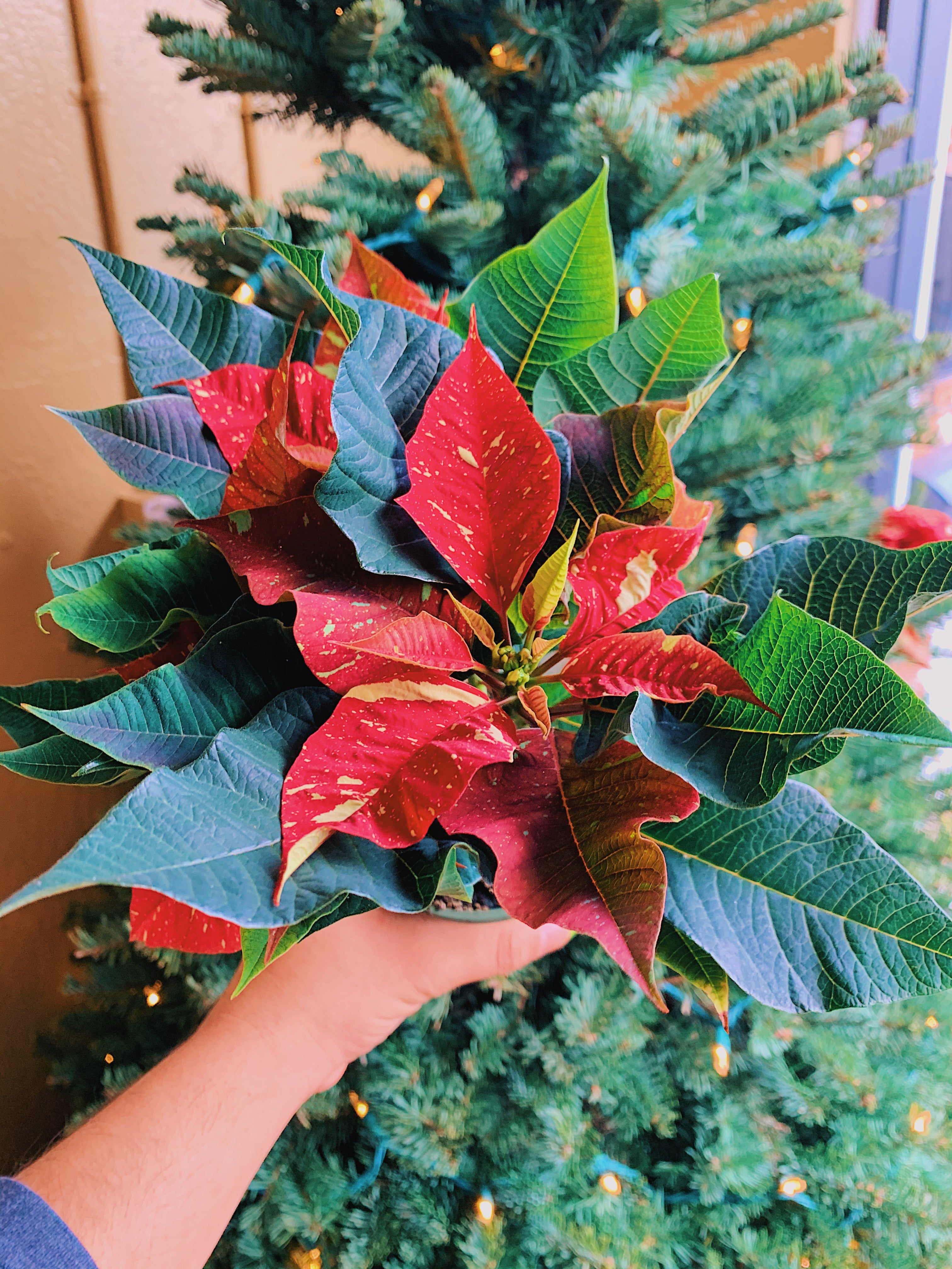 Poinsettia Variegated