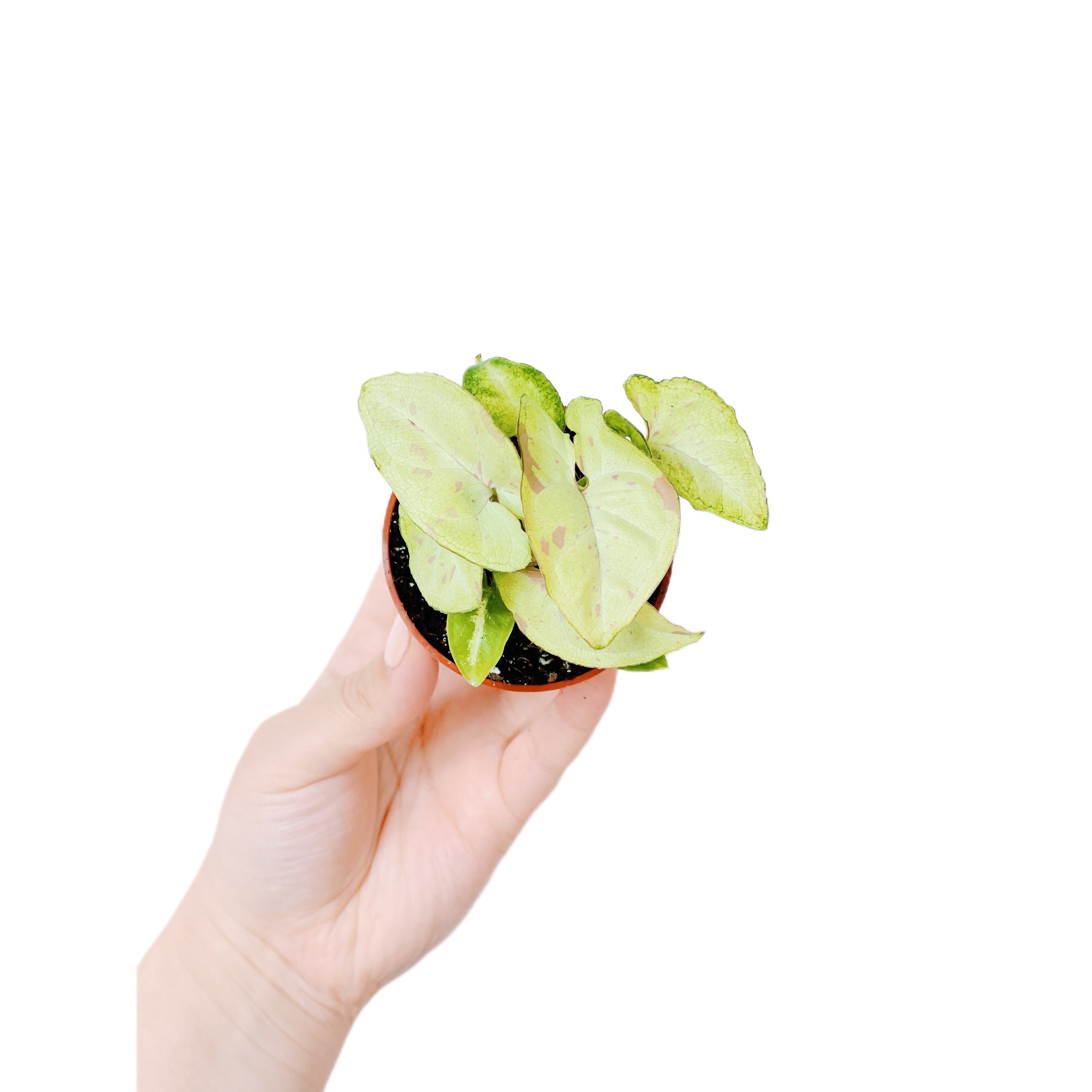 Syngonium Milk Confetii