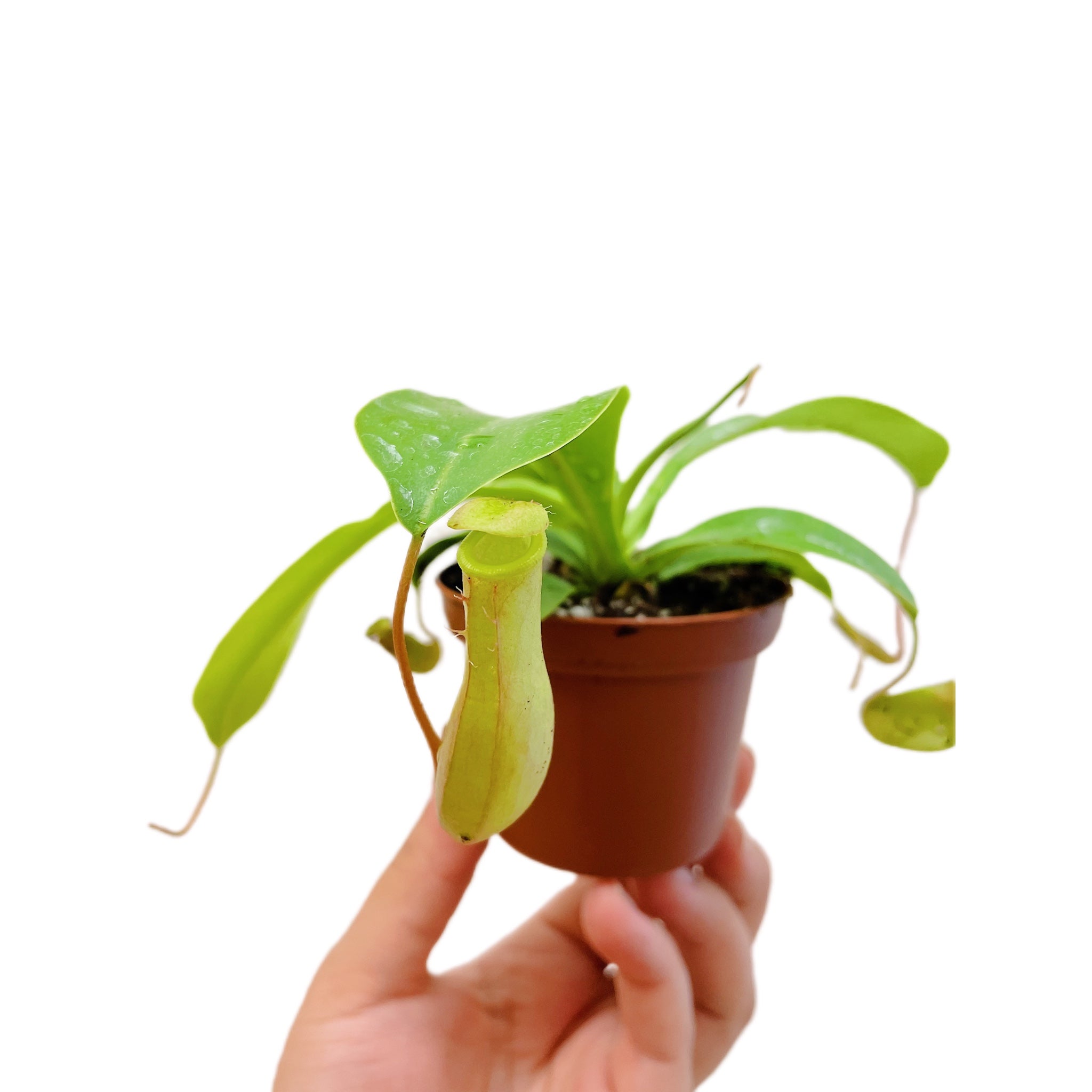 Nepenthes Alata