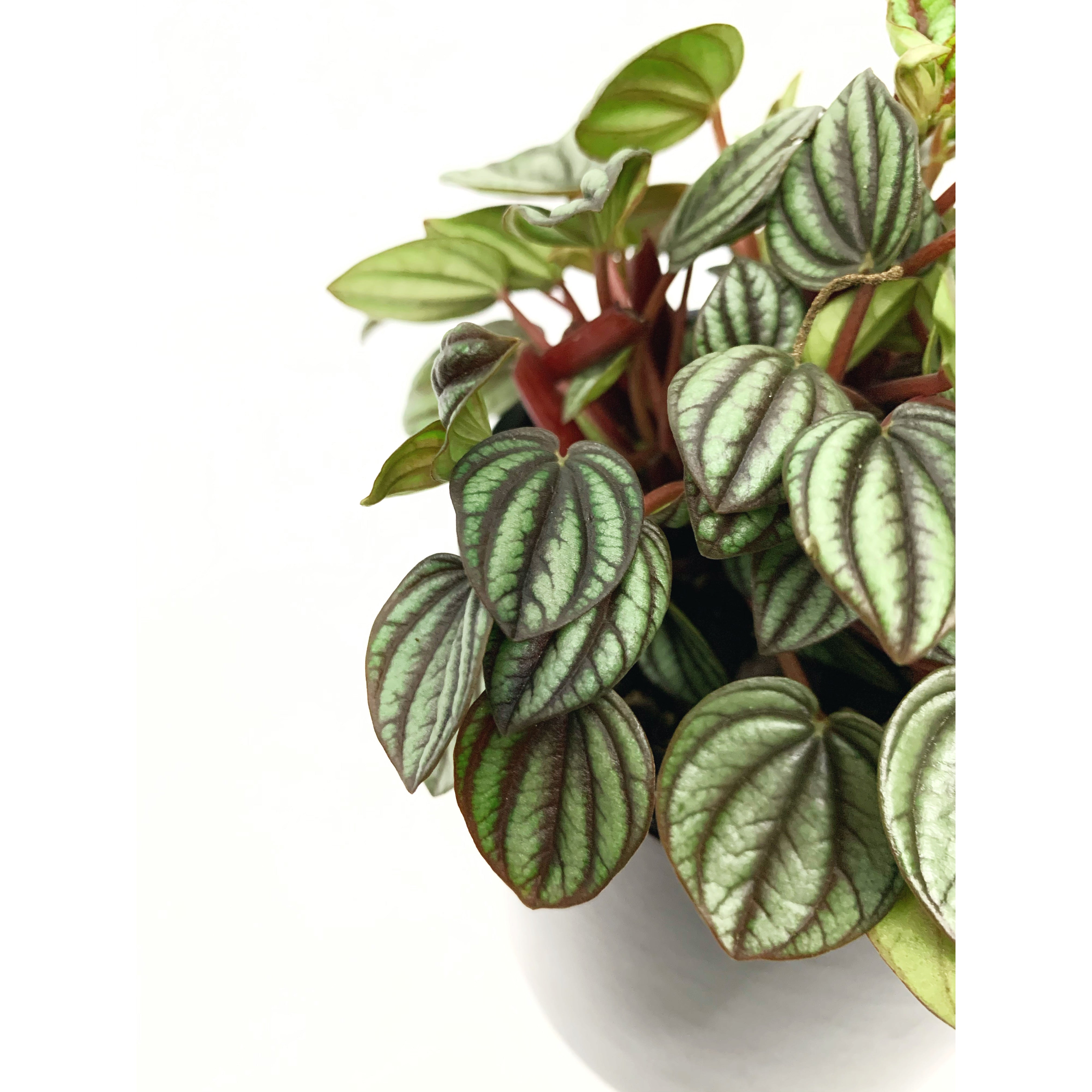 Peperomia 'Picollo Banda'