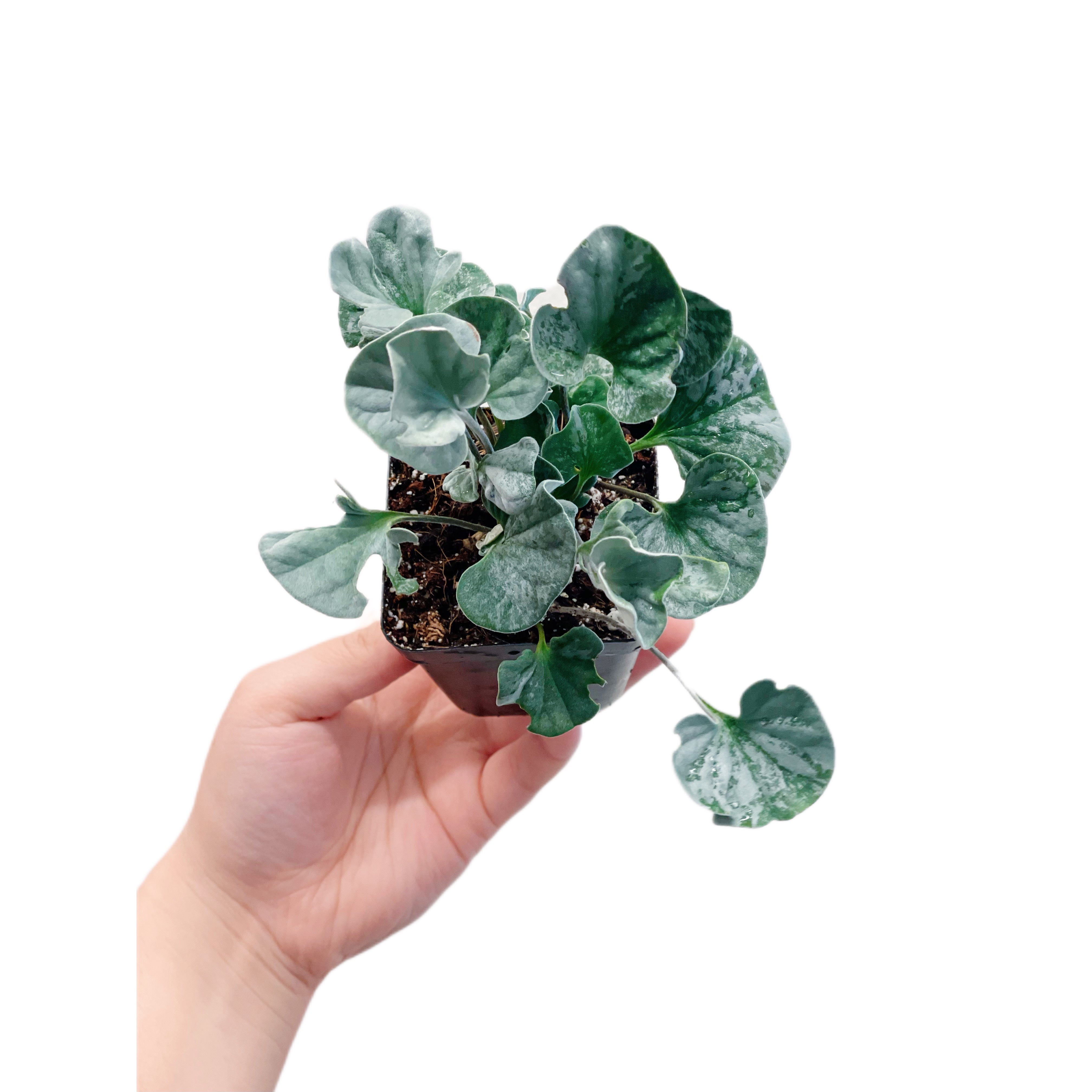 Silverleaf Ponysfoot