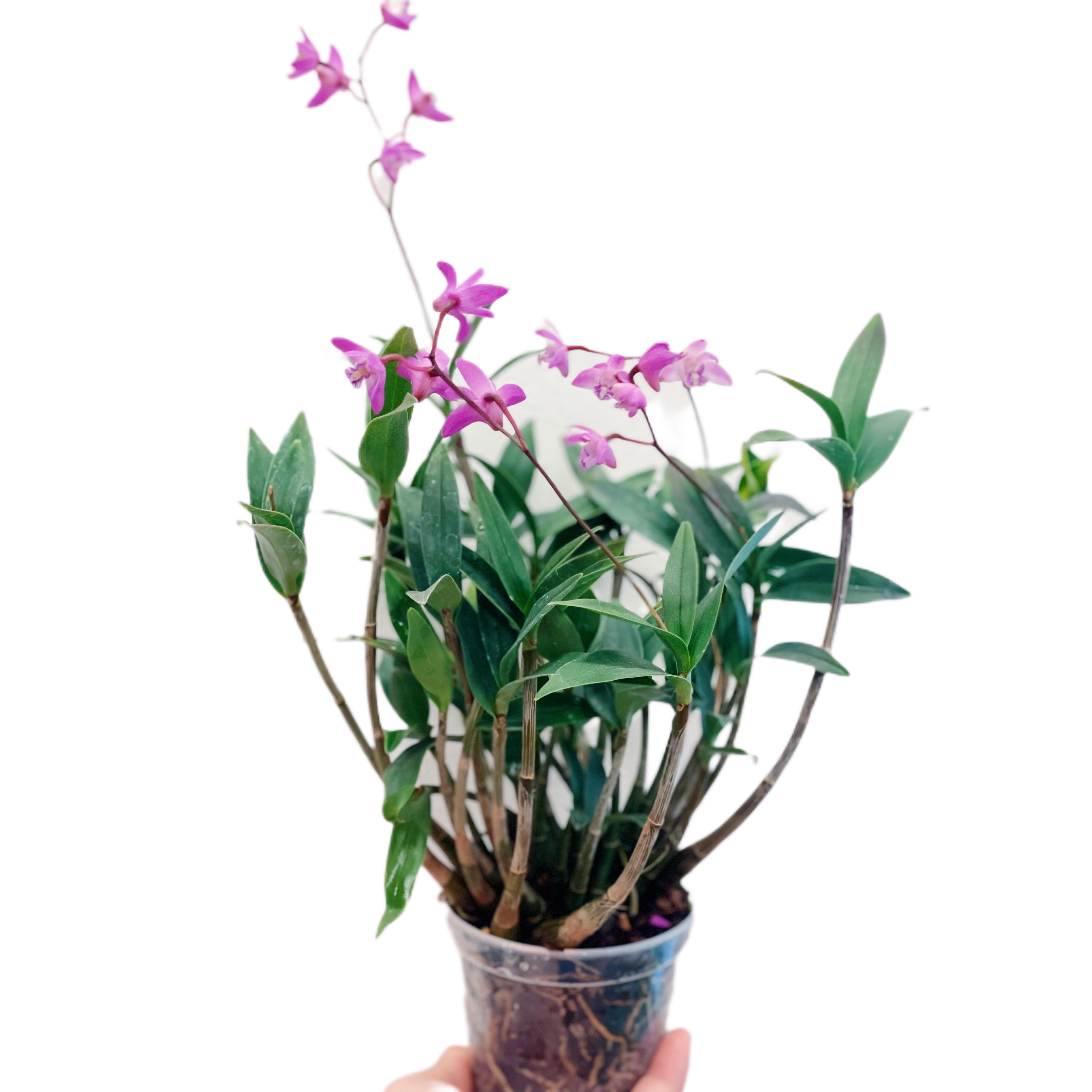 Dendrobium kingianum