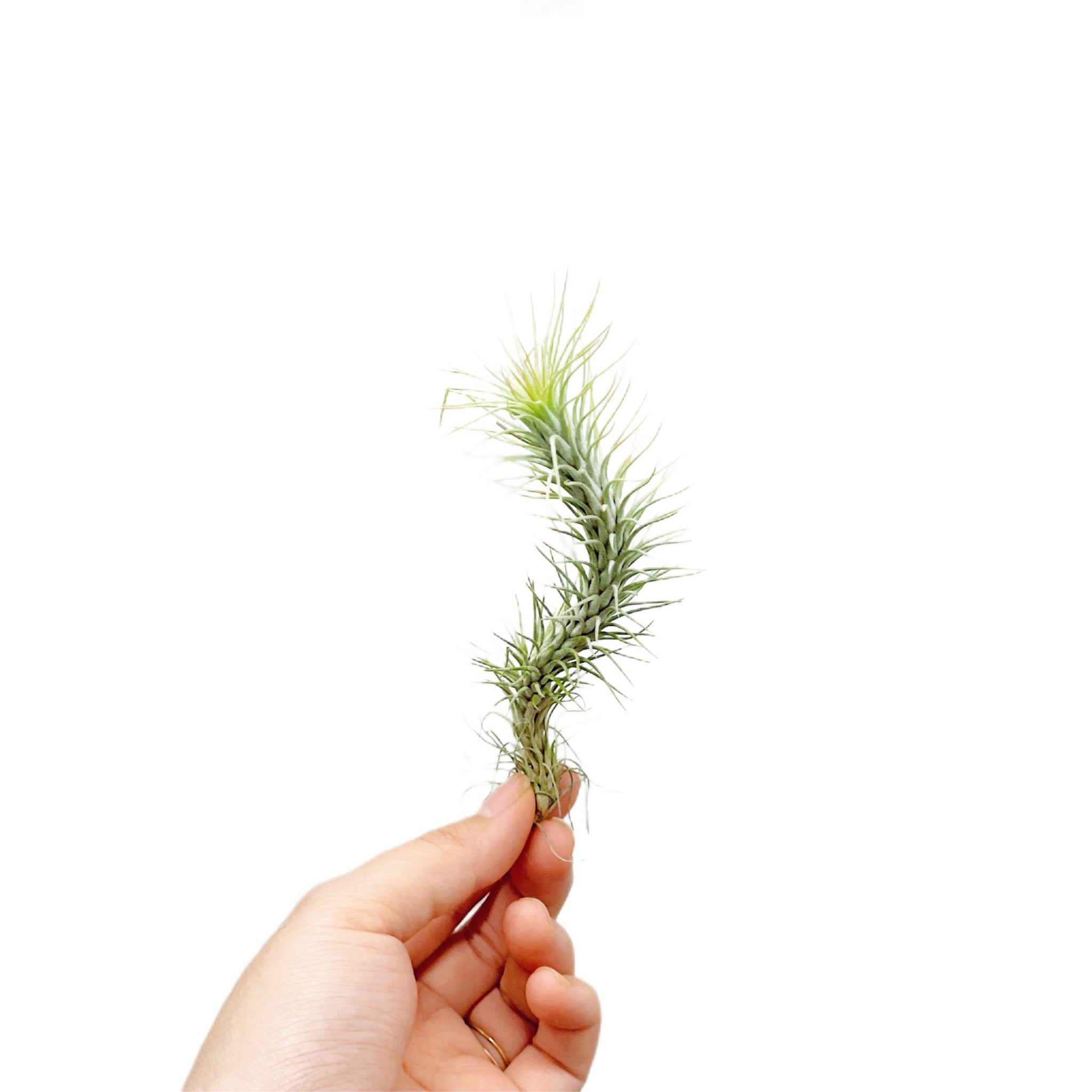 Tillandsia Funckiana