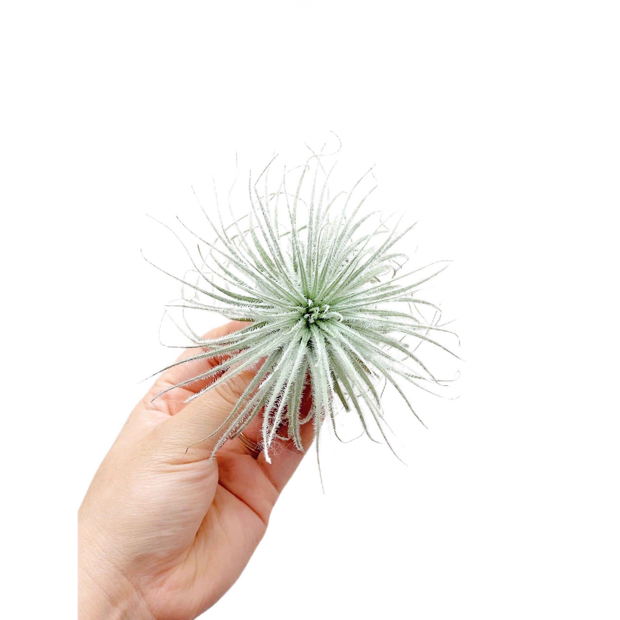 Tillandsia Tectorum Ecuador