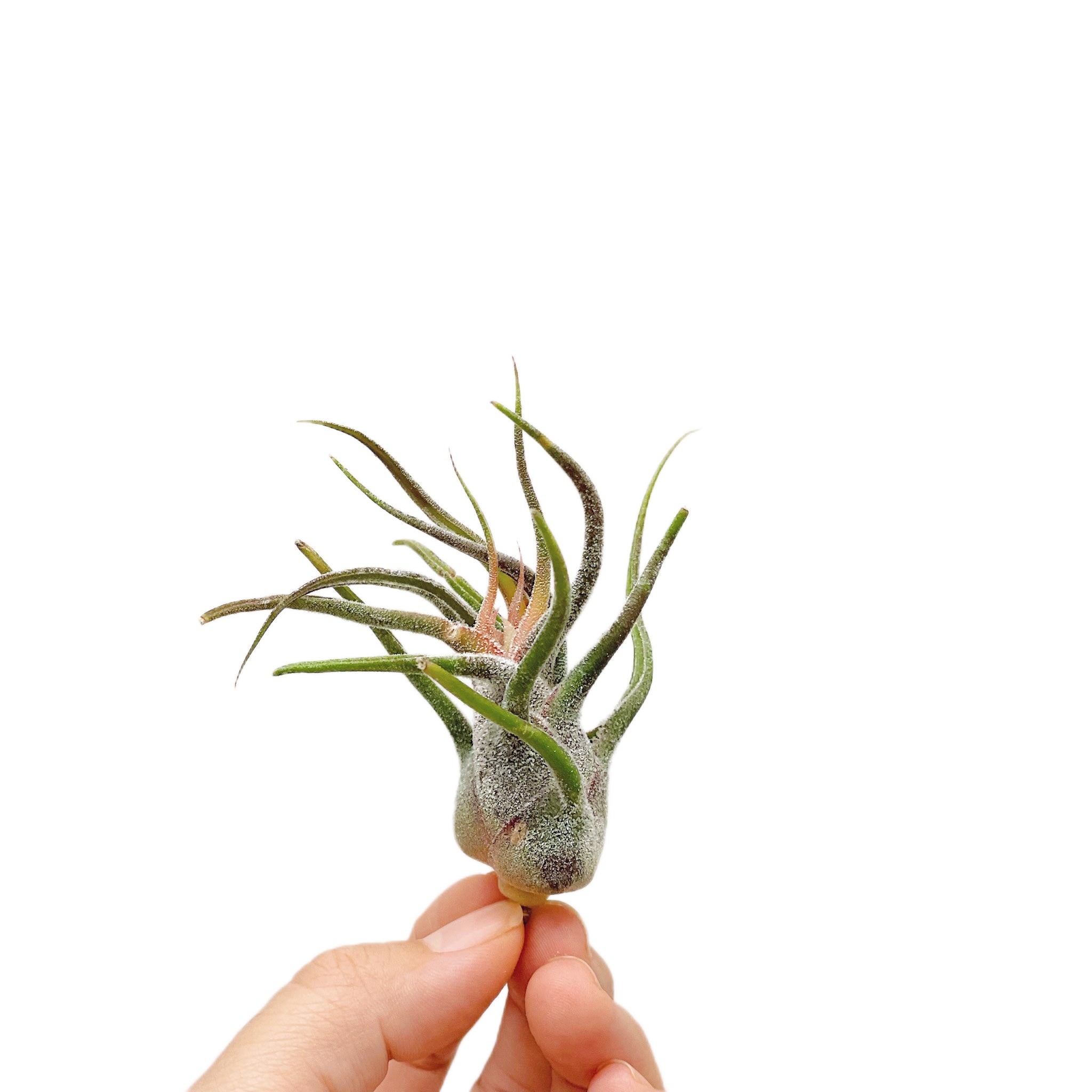 Tillandsia Pruinosa Guatemala