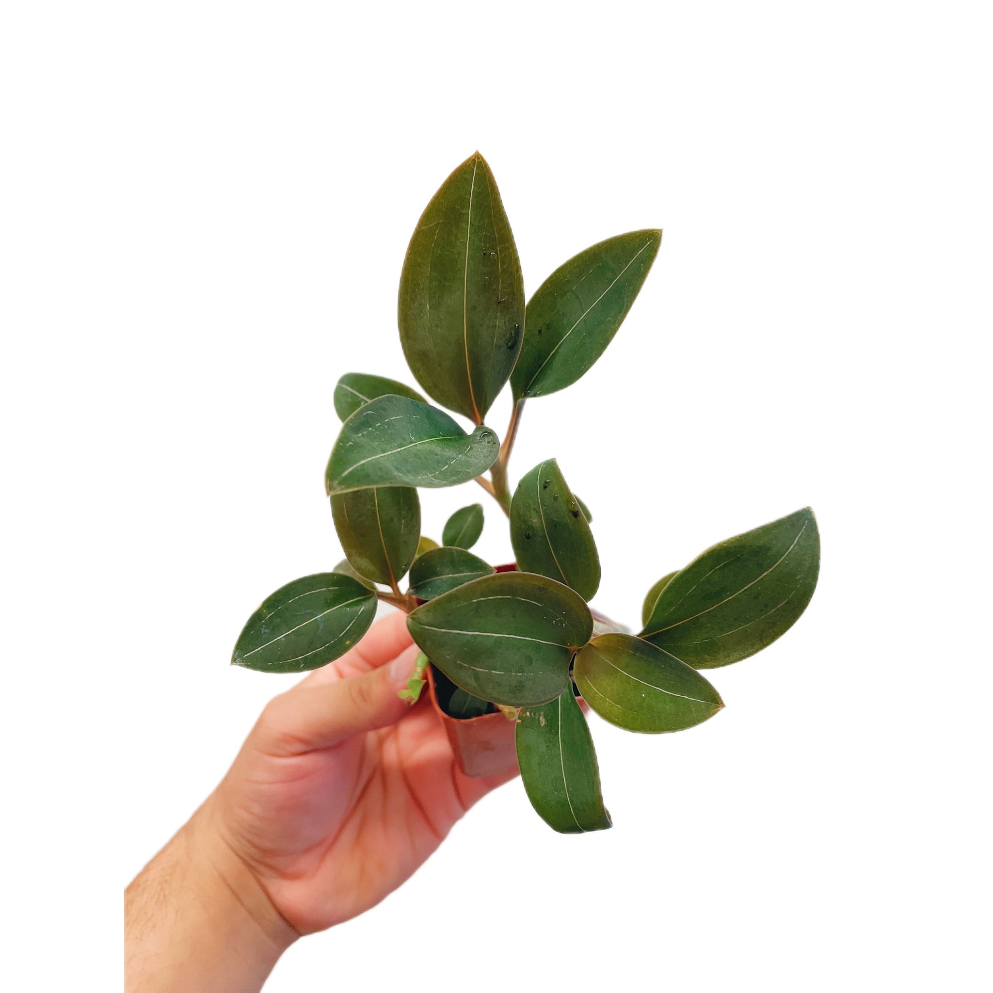 Jewel Orchid Ambrosia