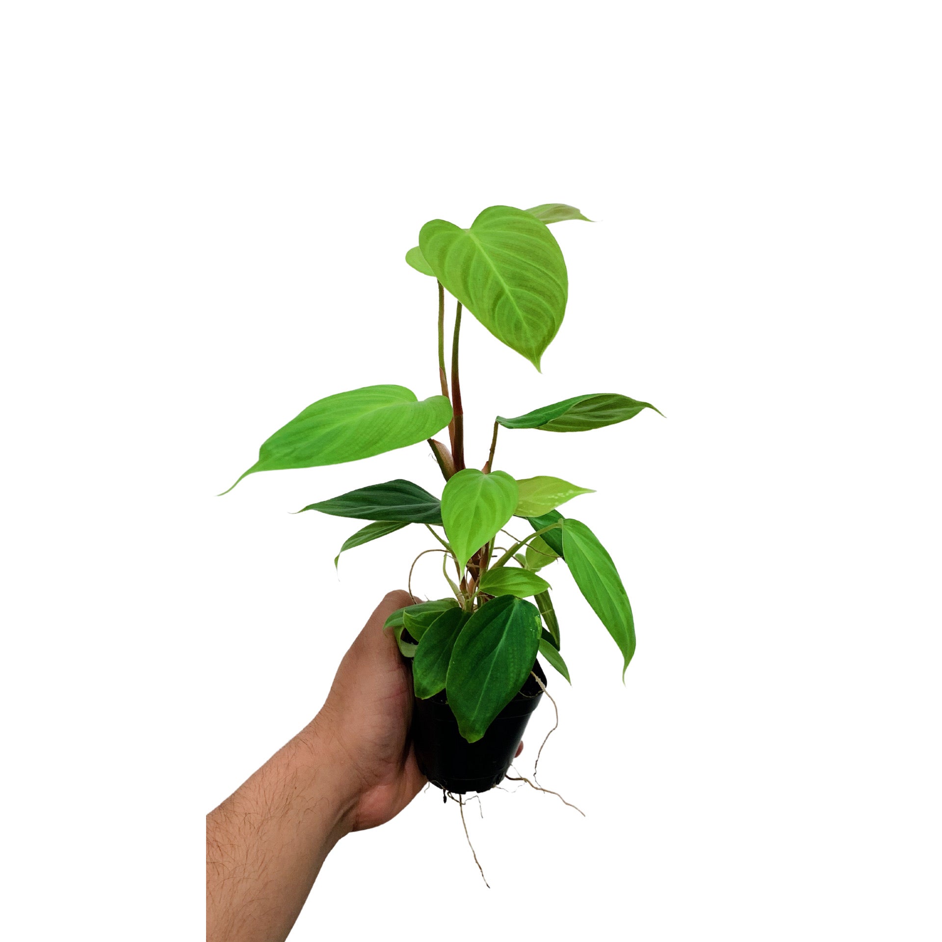 Philodendron Fuzzy Petiole