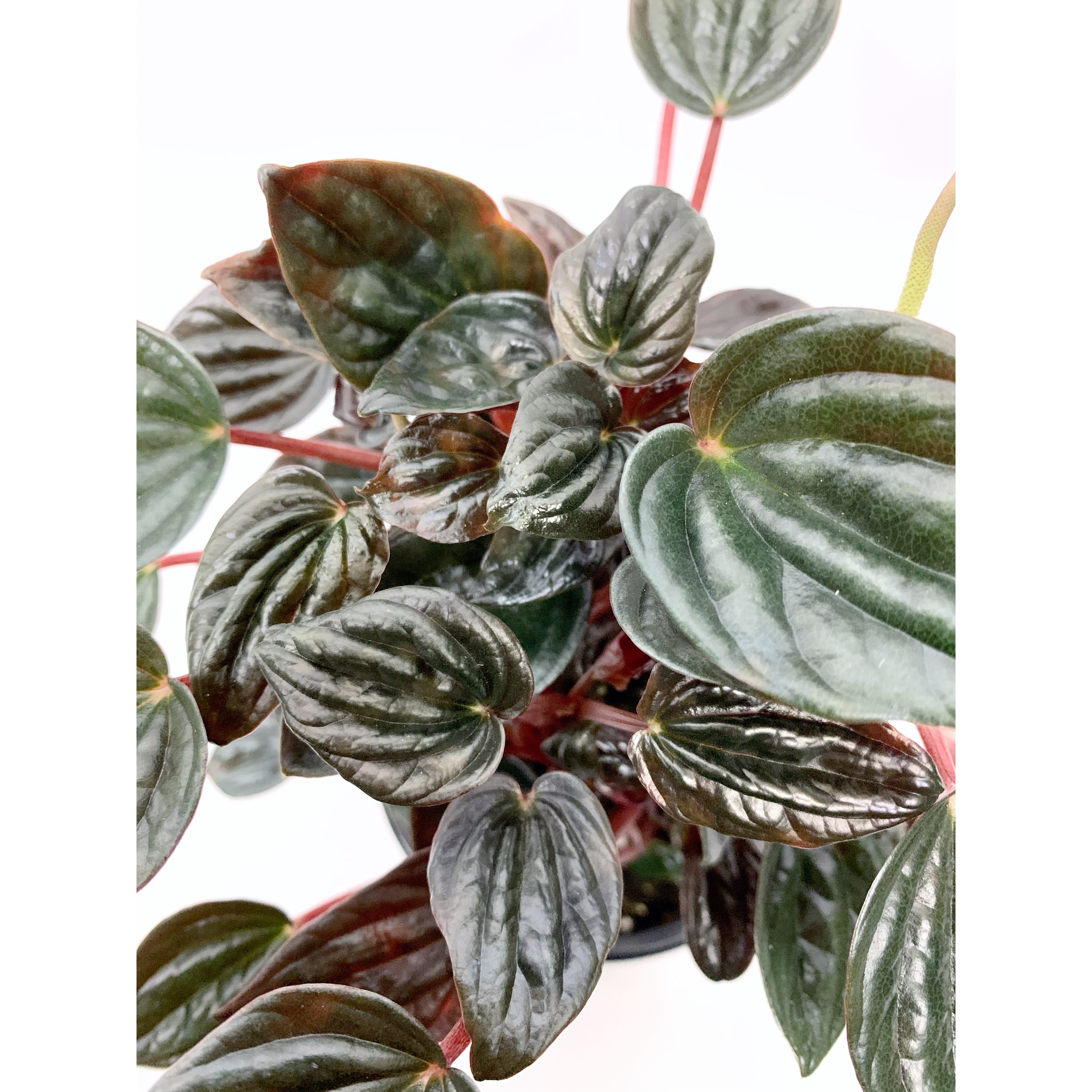 Peperomia 'Brasilia'