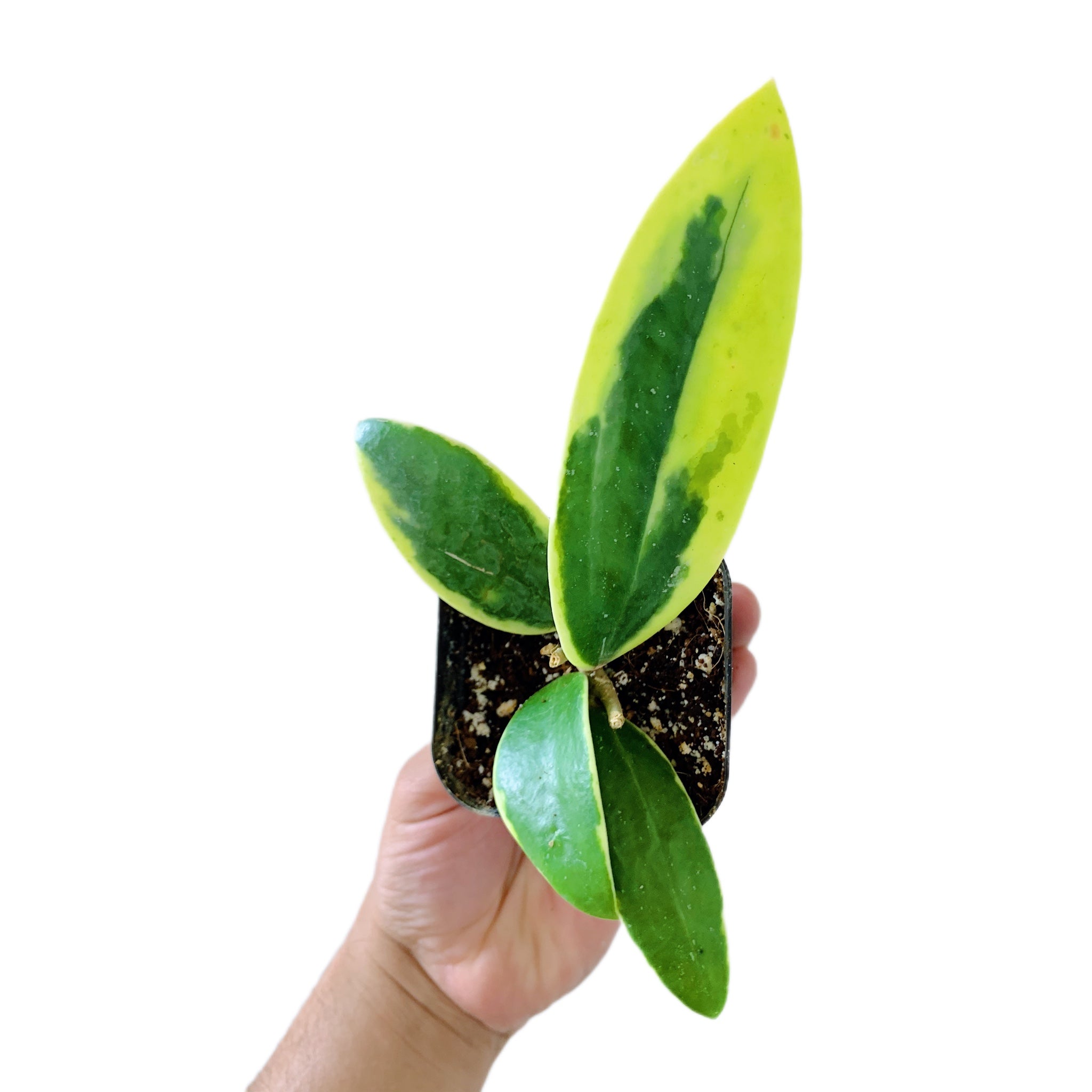 Hoya Acuta Albomarginata