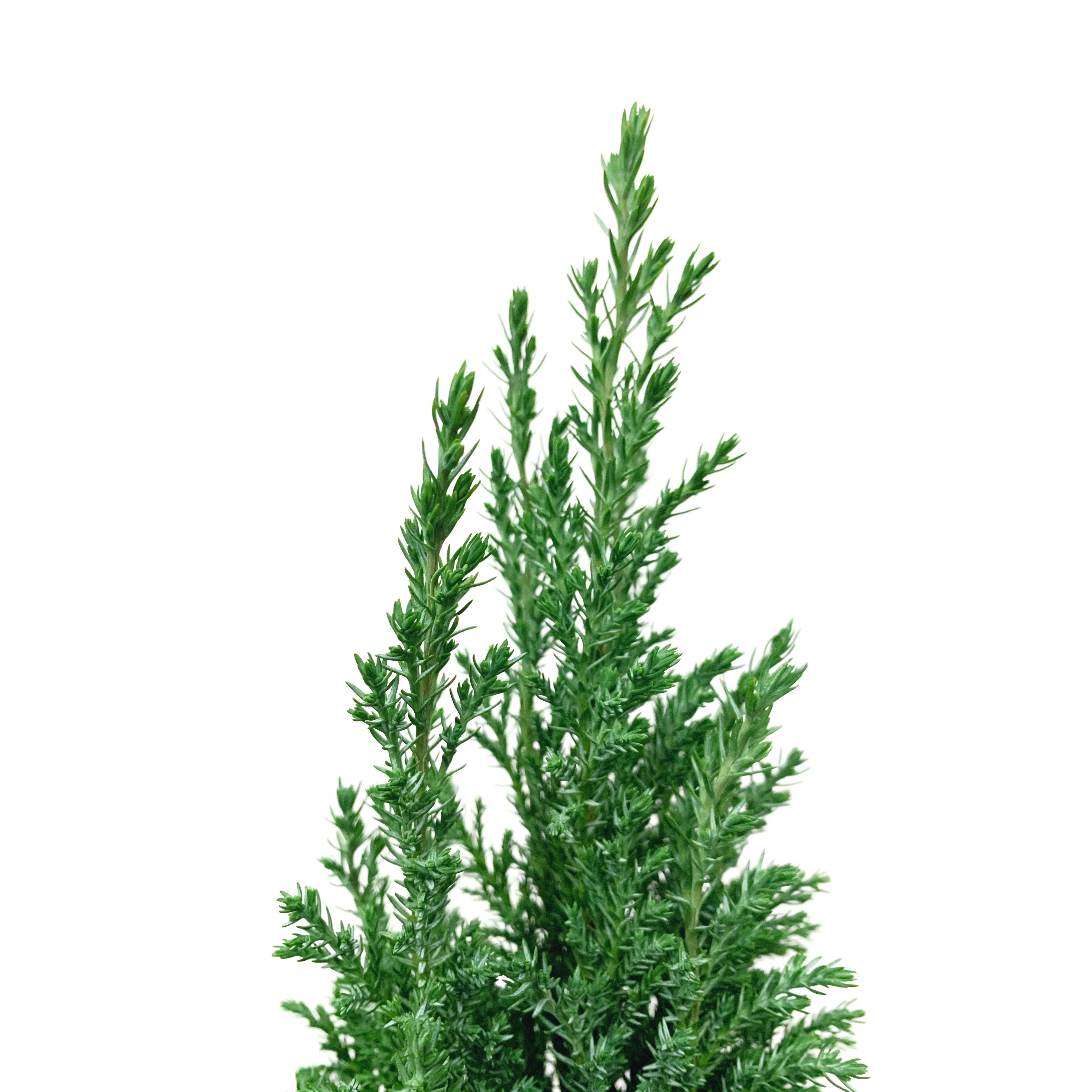 European Pine Tree