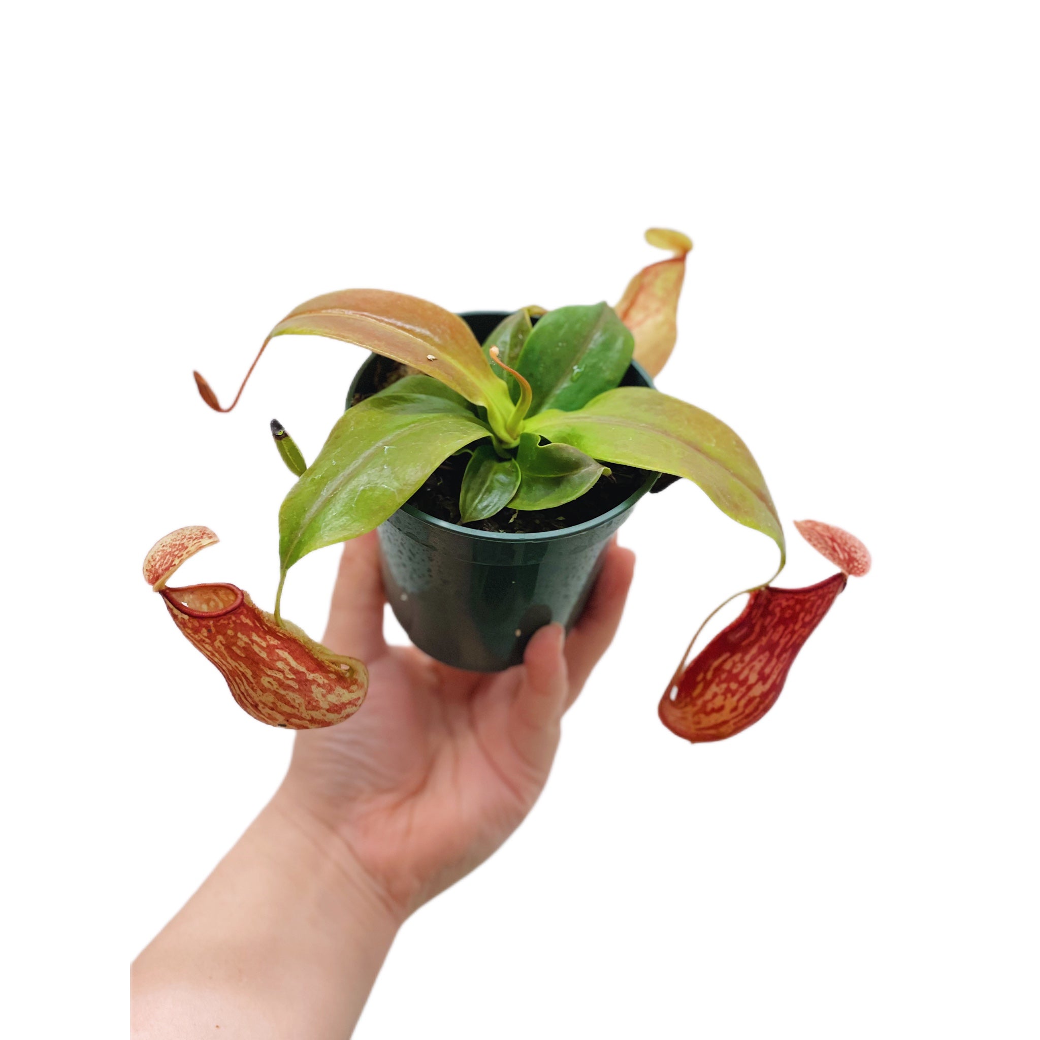 Nepenthes X St. Gaya