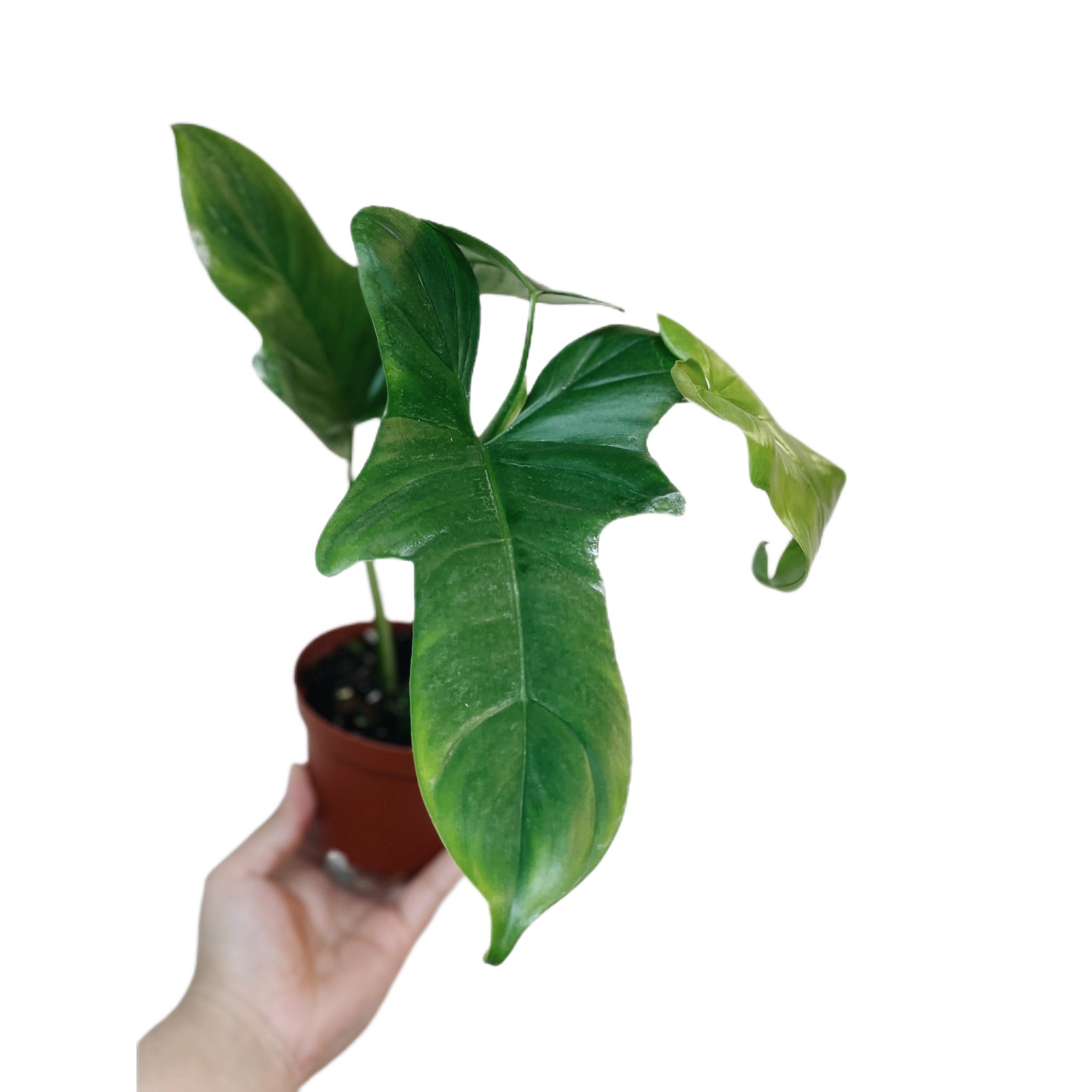 Philodendron Bipennifolium