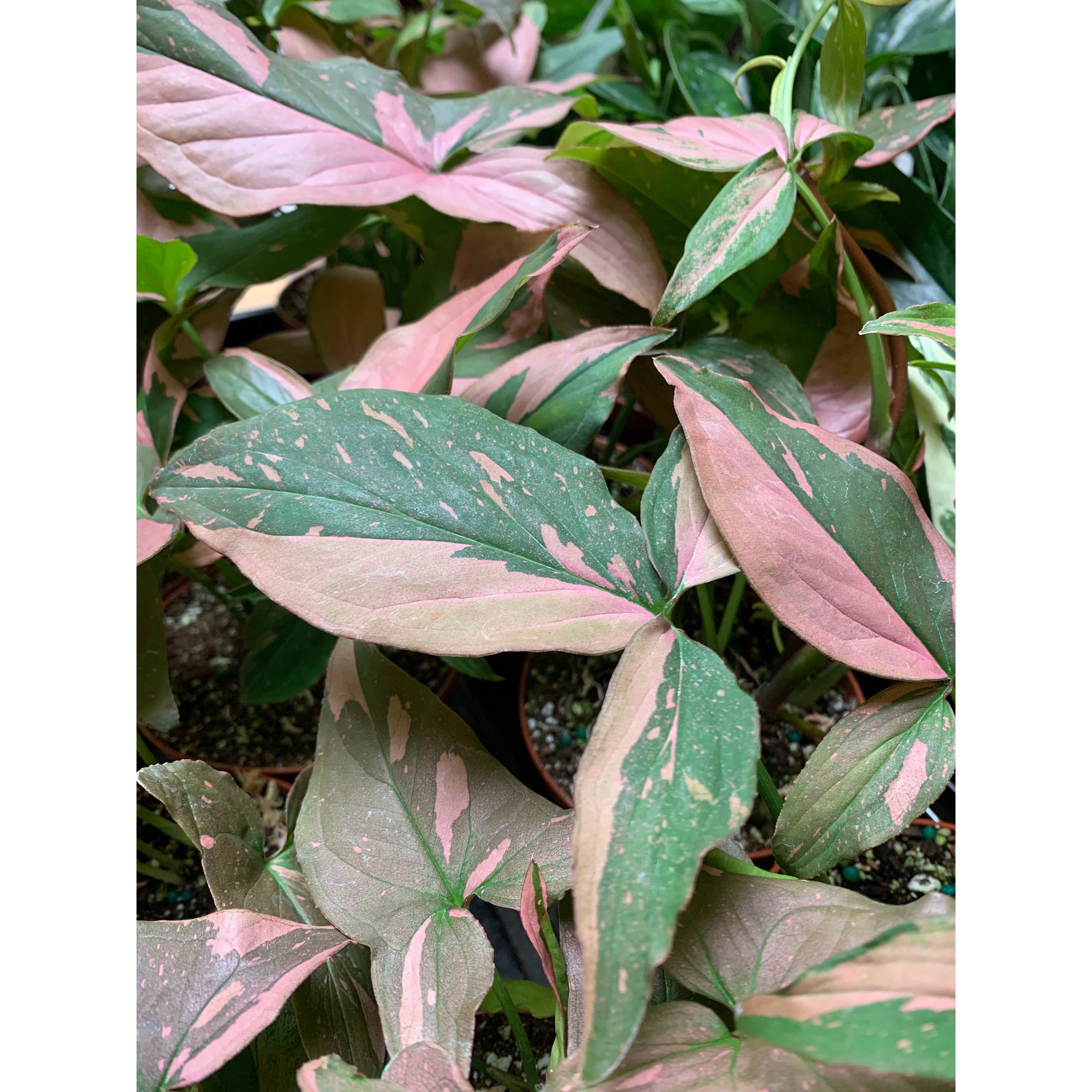 Syngonium Pink Splash