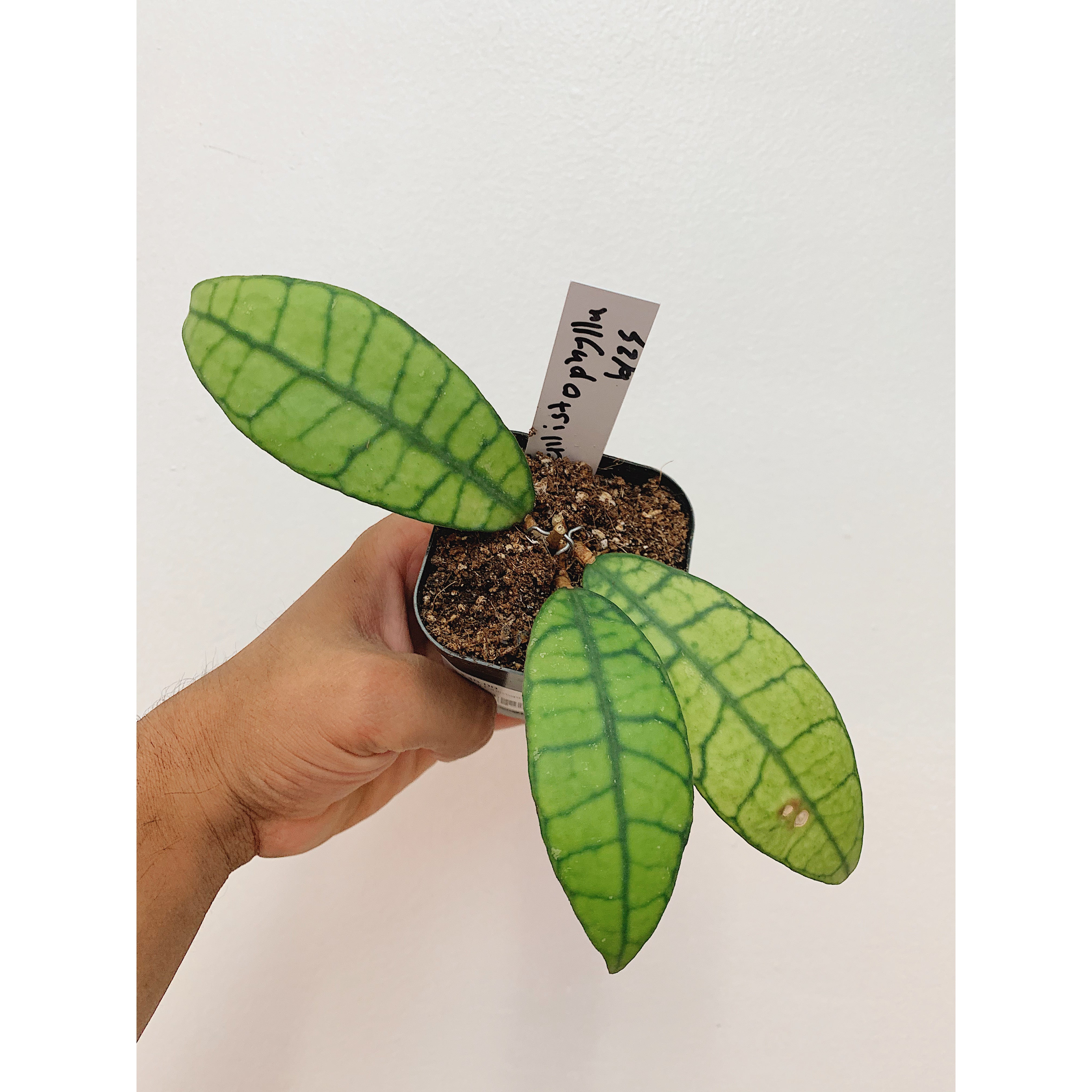 Hoya Callistophylla LL