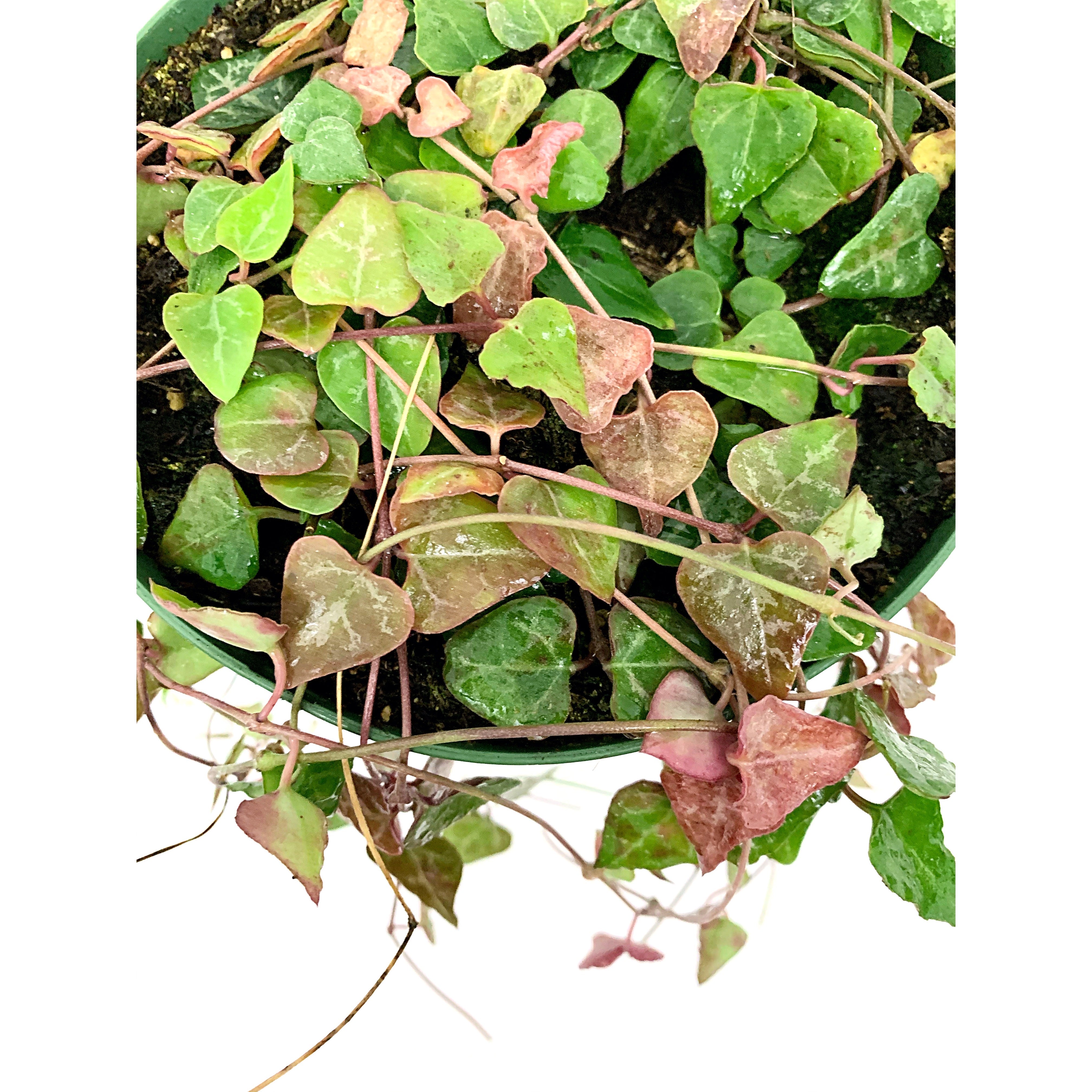 String Of Orange River