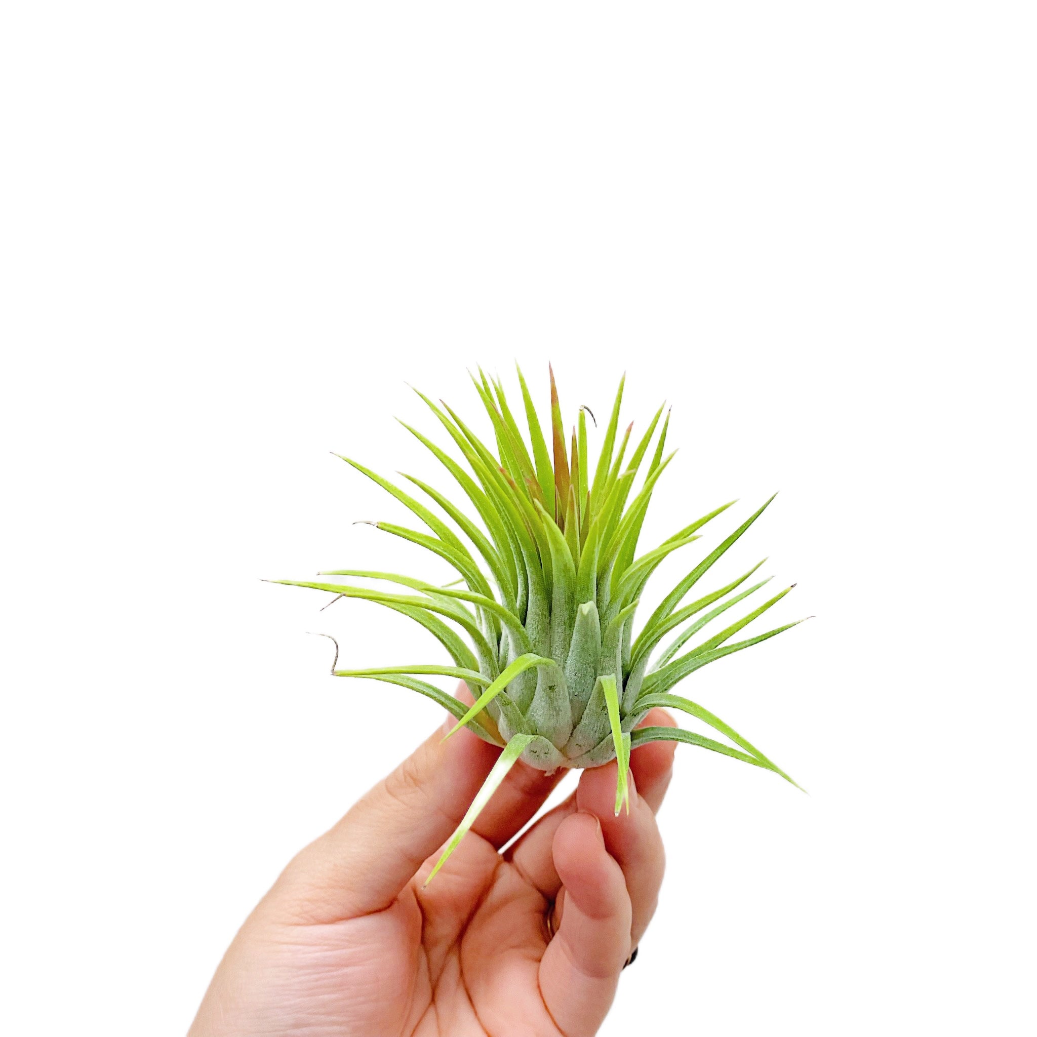 Tillandsia Ionantha Rubra