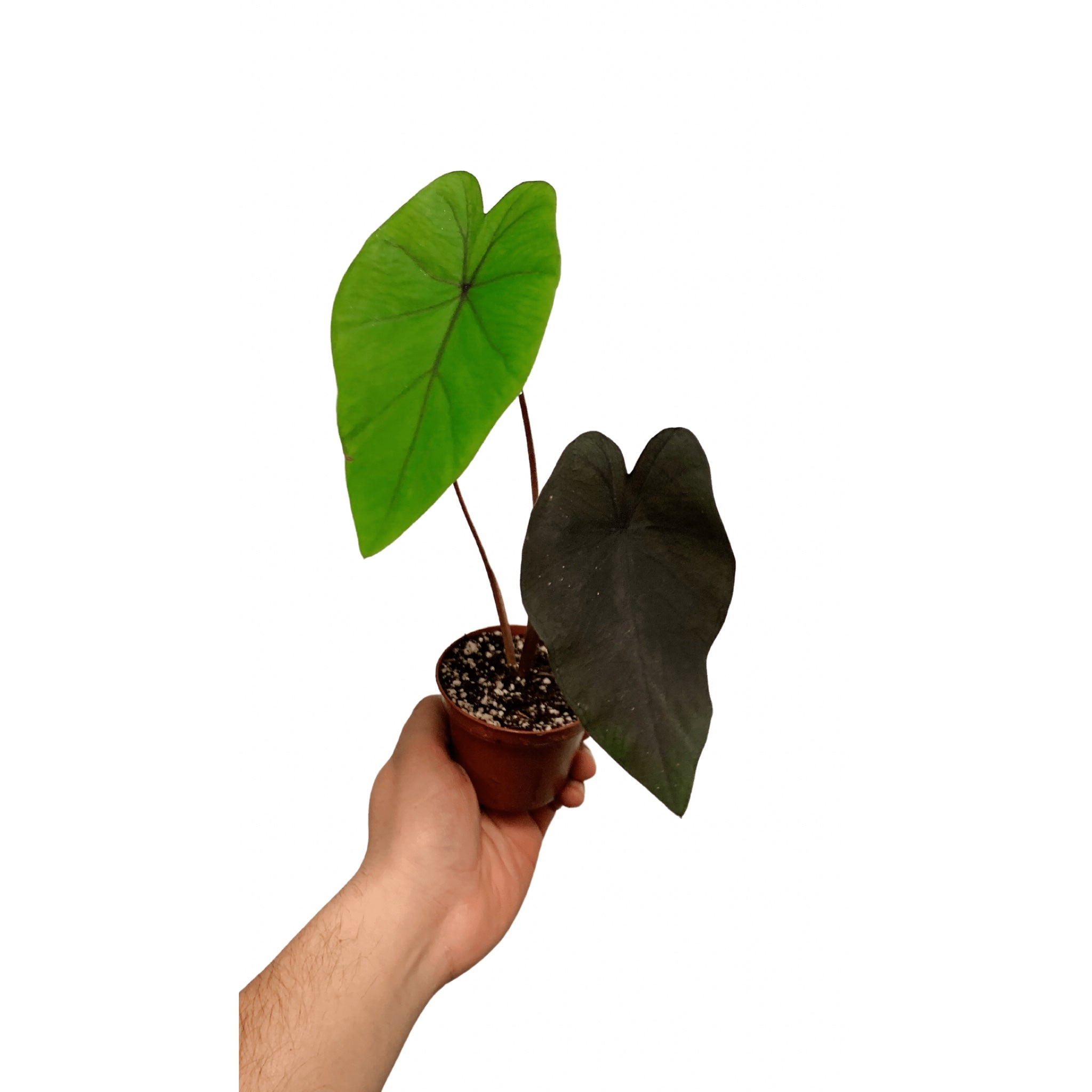 Black Ripple Colocasia