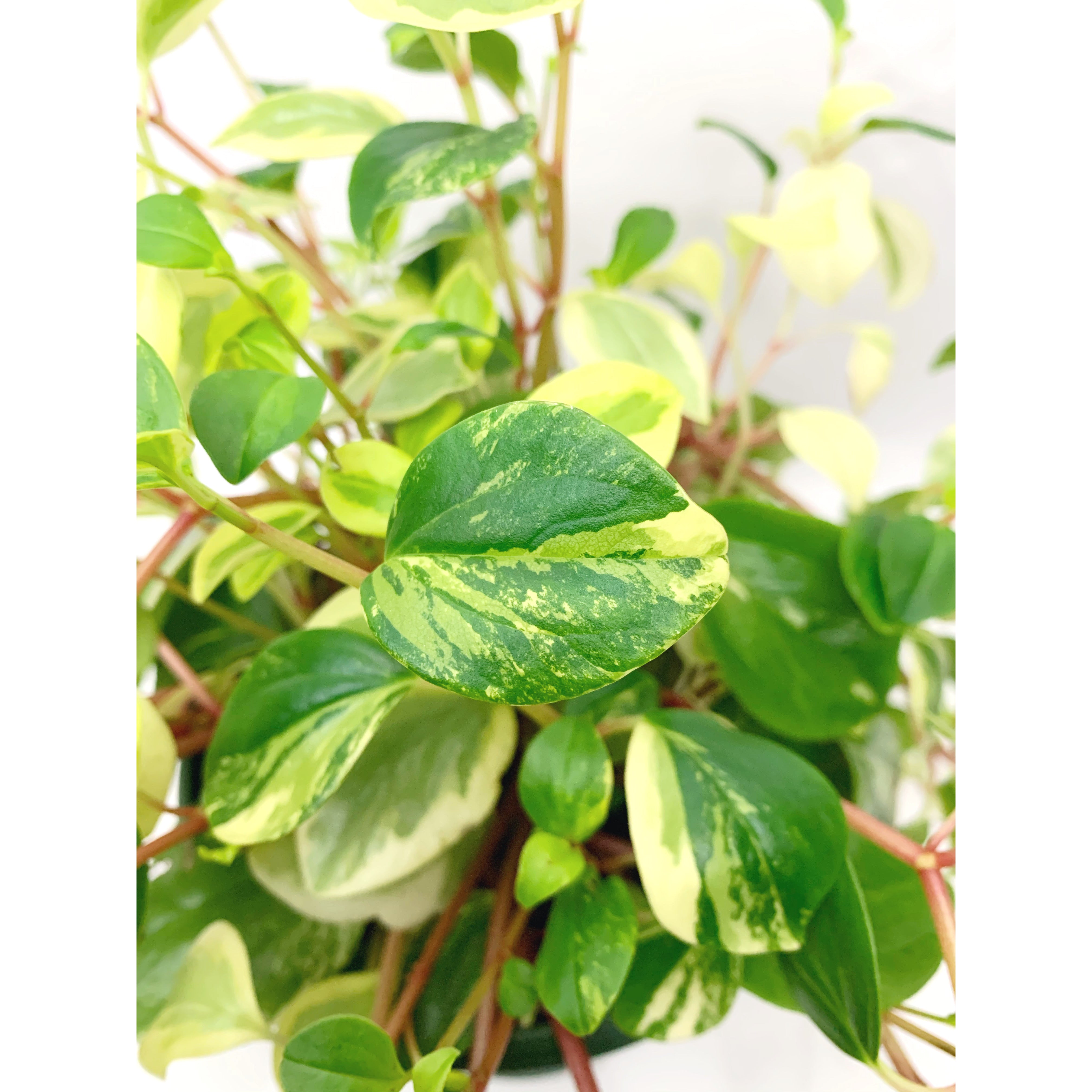 Peperomia 'Cubensis' Var