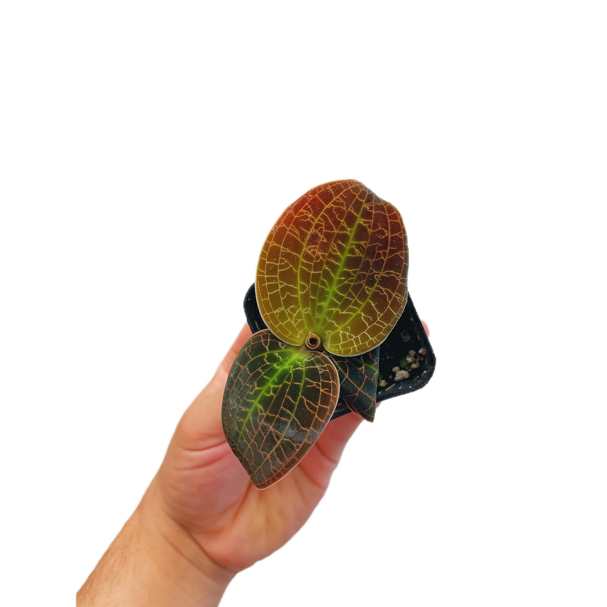 Macodes Sanderiana x Limii