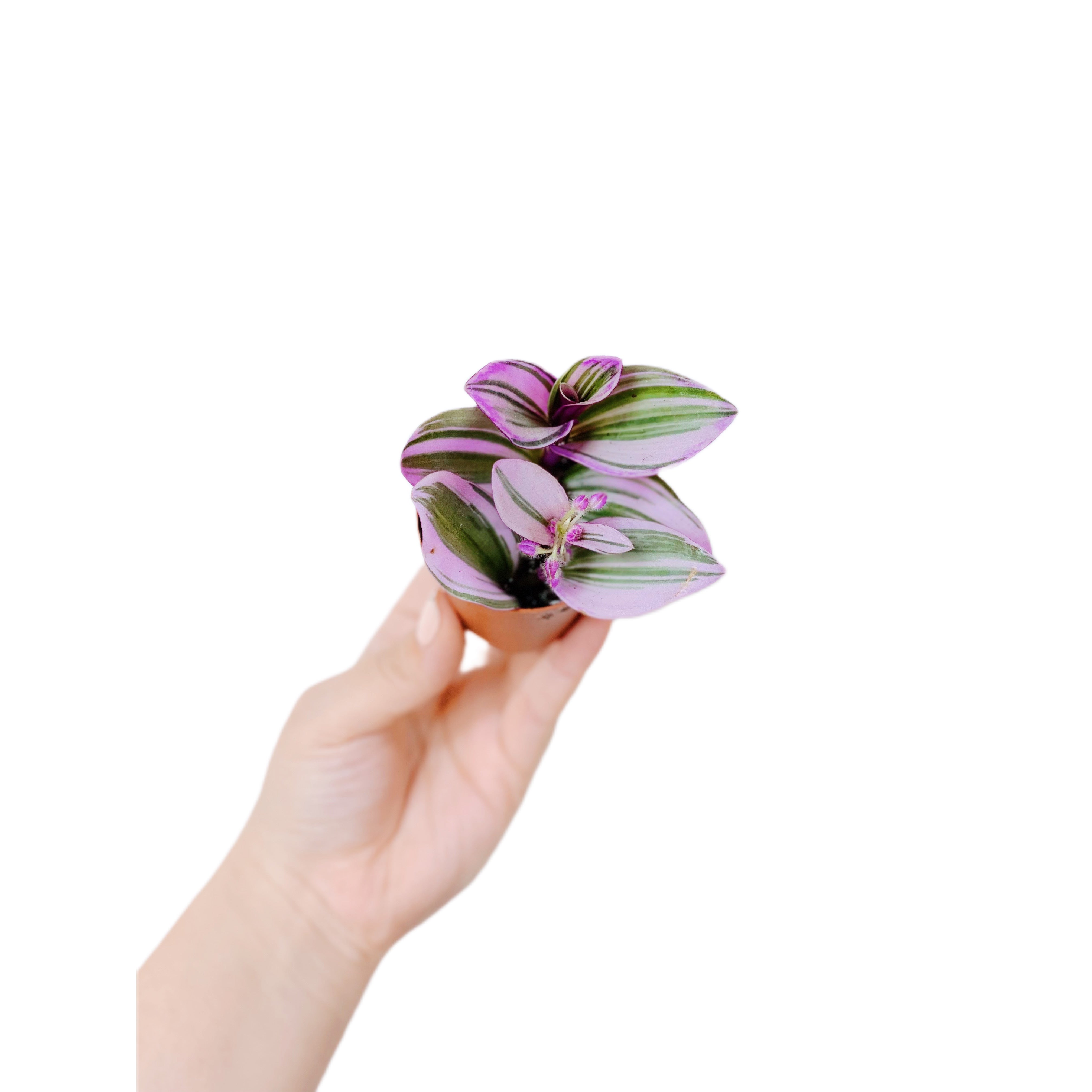 Tradescantia Nanouk