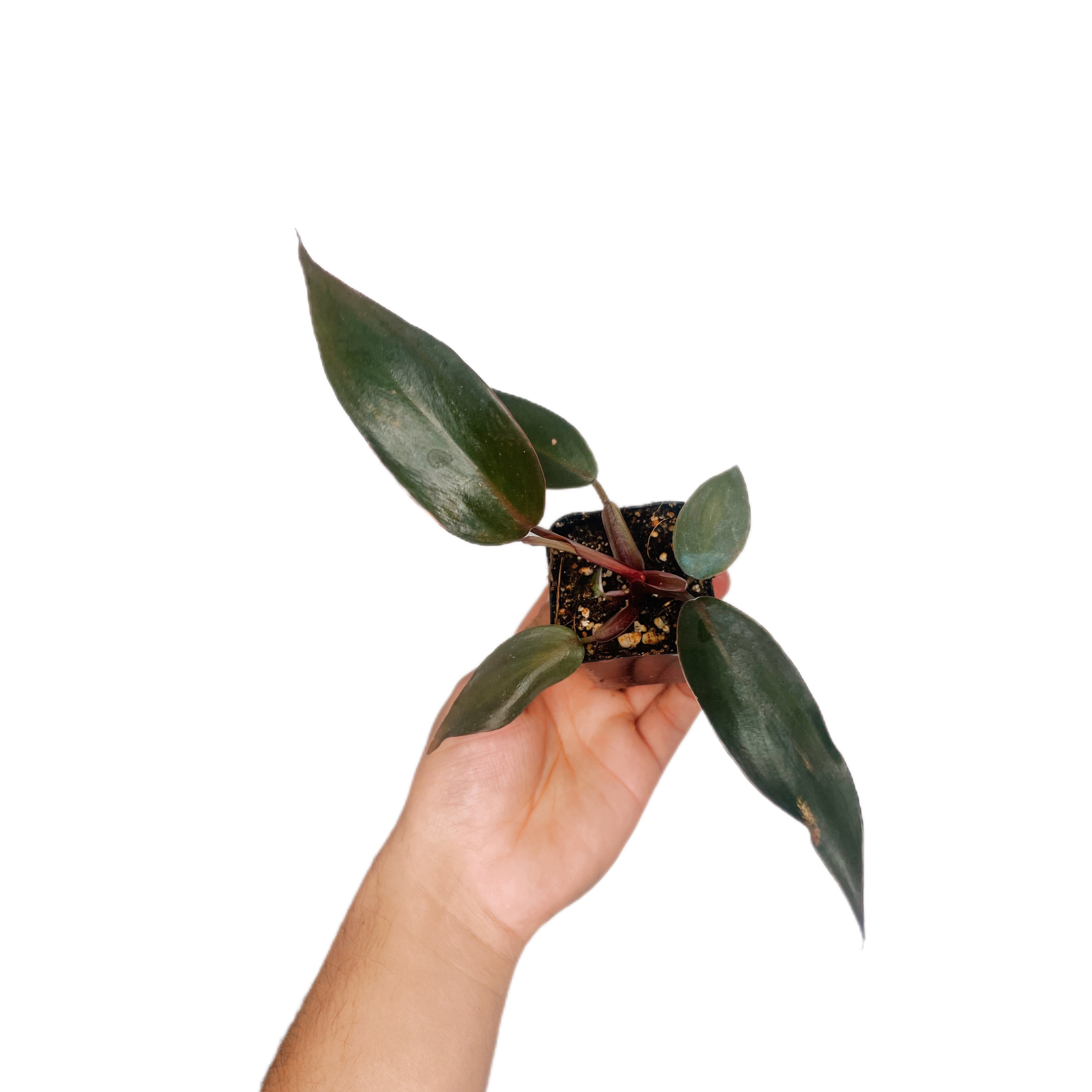 Philodendron Pink Princess (Burgundy)