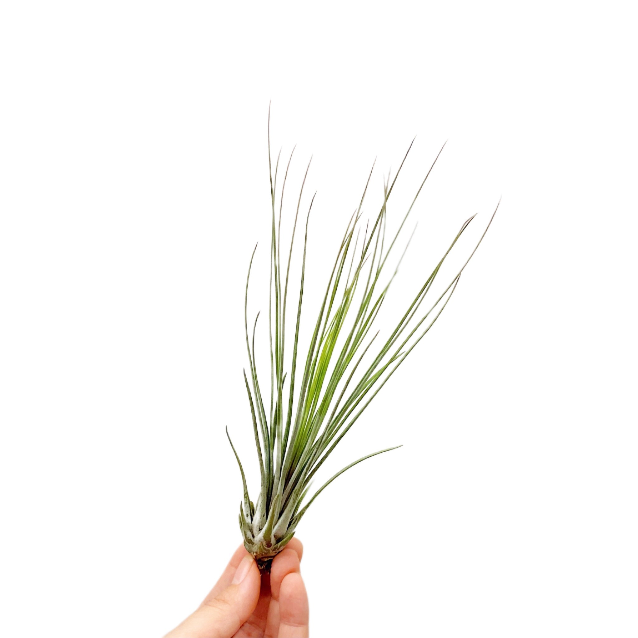 Tillandsia Juncifolia