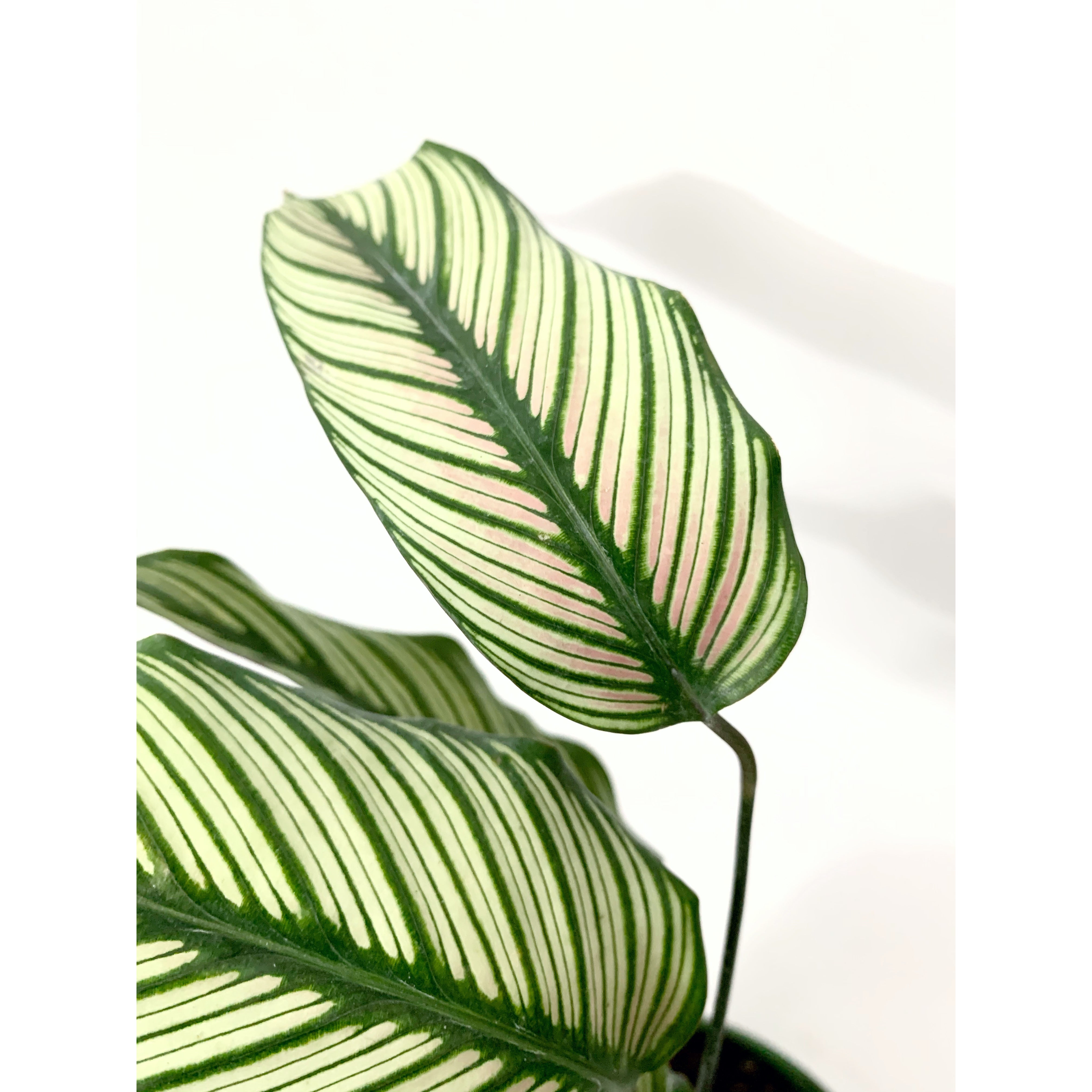Calathea White Star