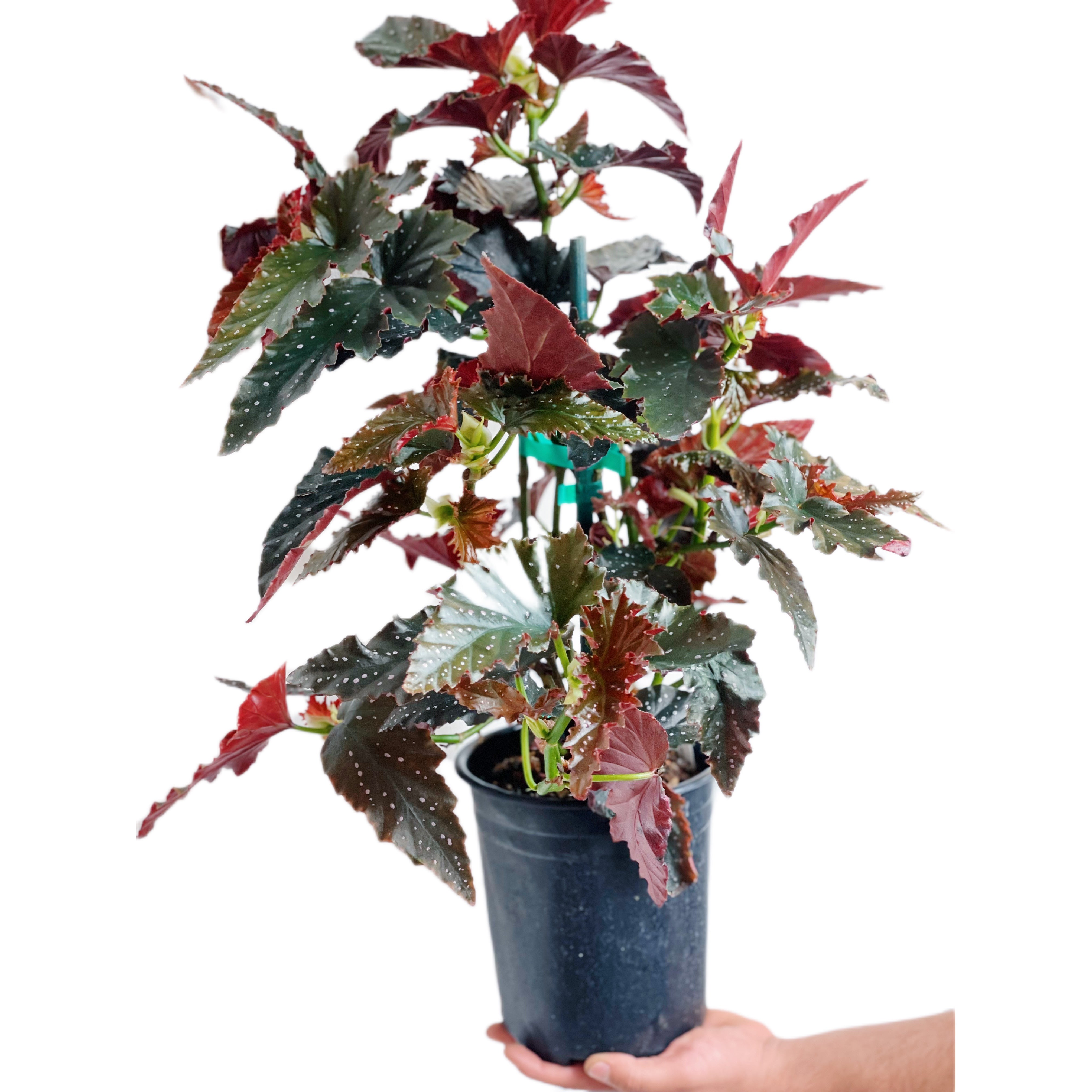 Begonia Fannie Moser