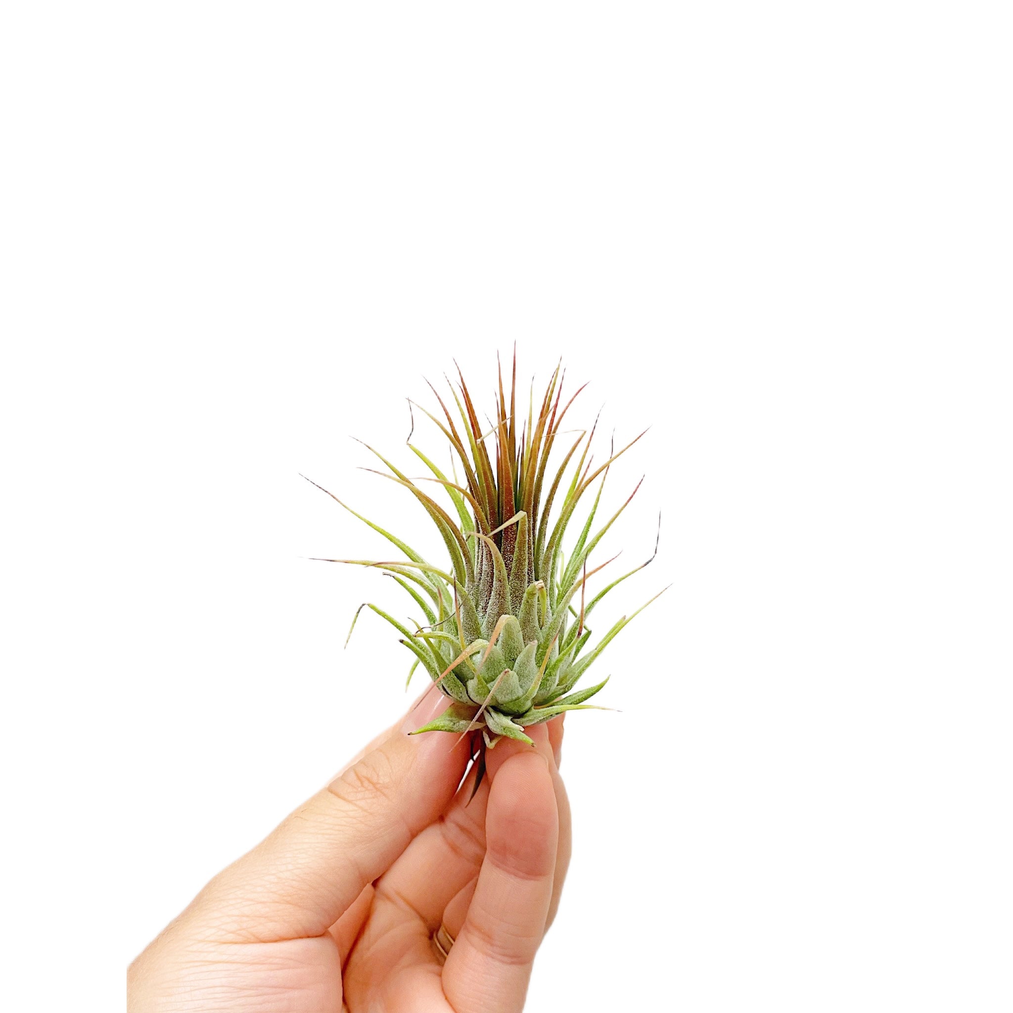 Tillandsia Ionantha Guatemala