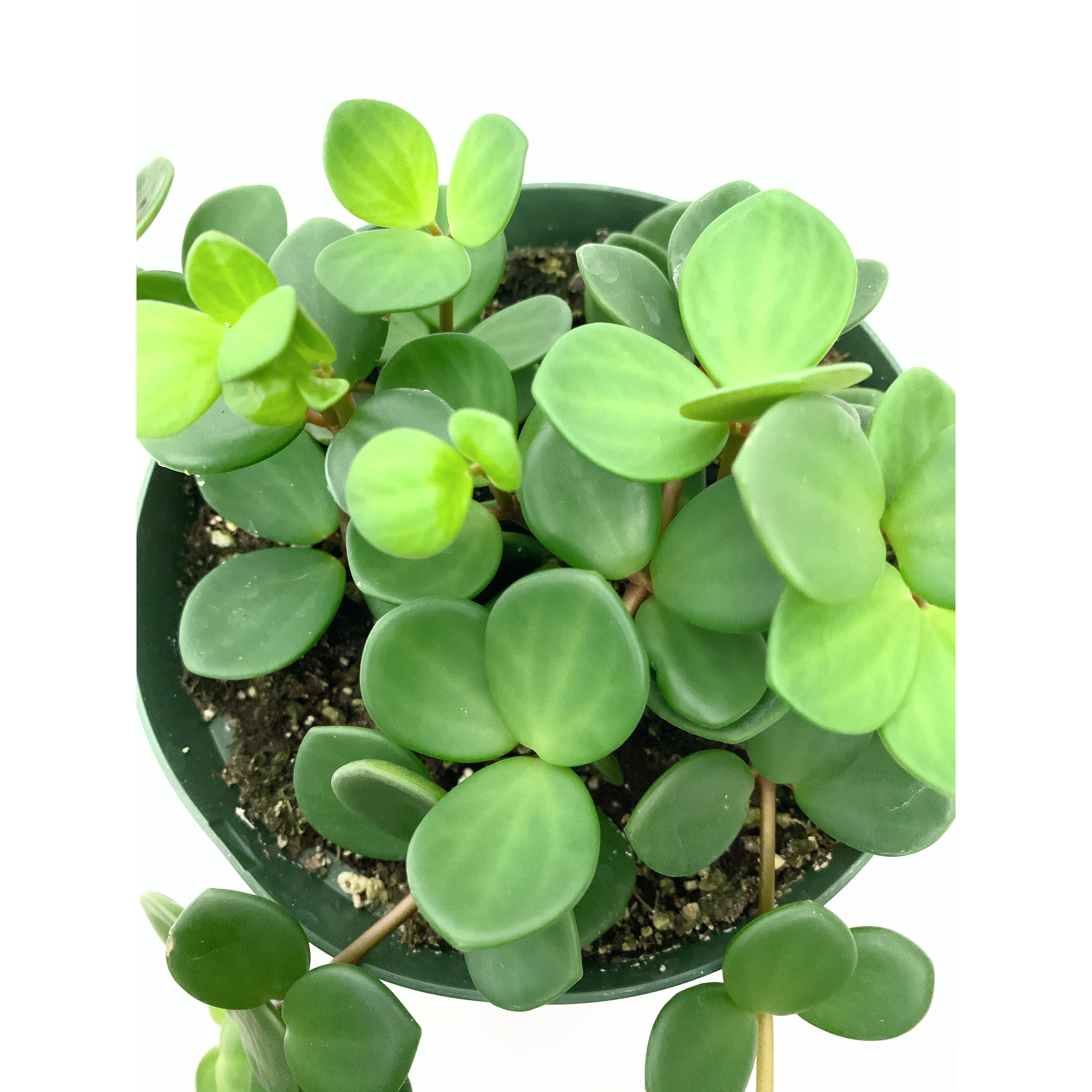 Peperomia Hope