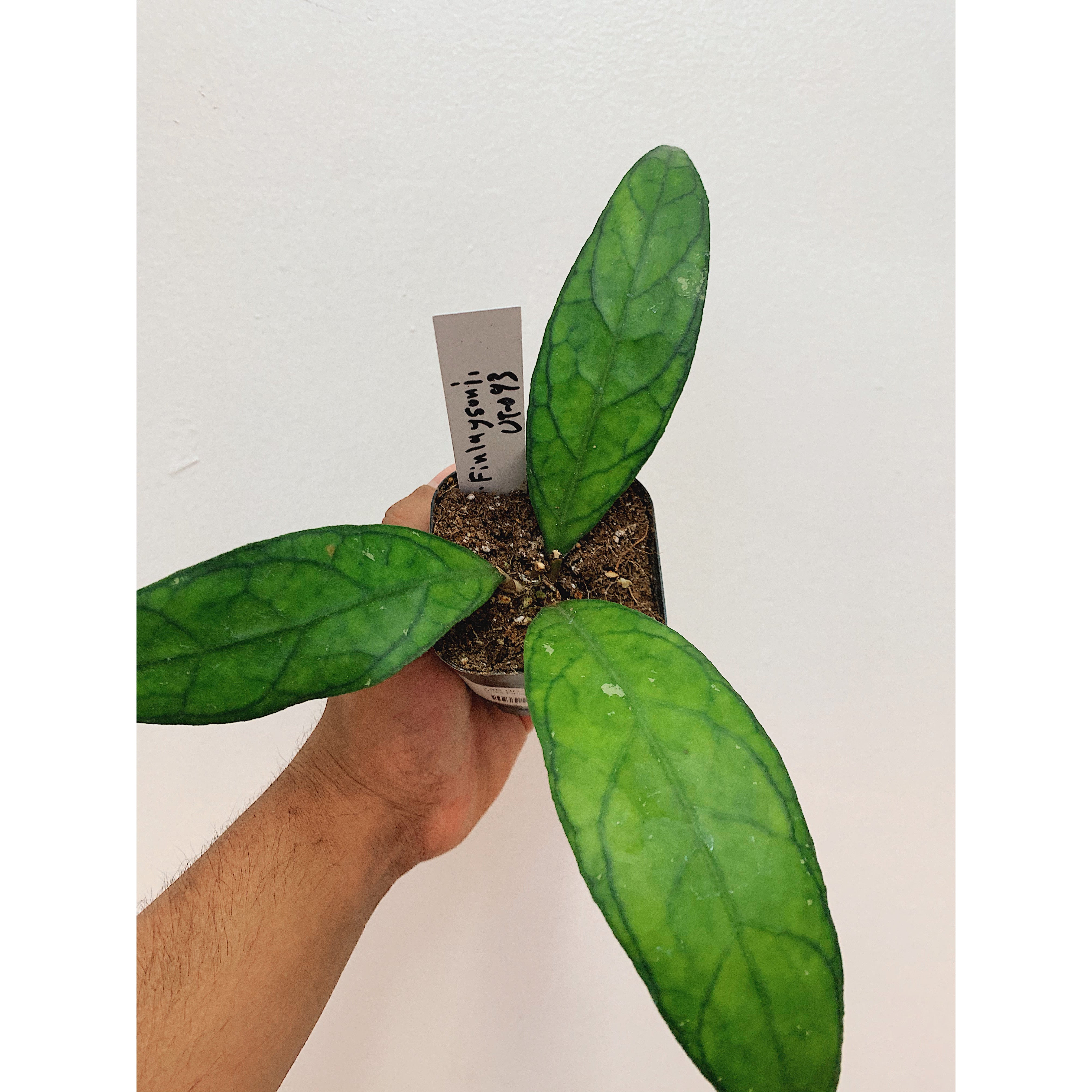 Hoya Finlaysonii UT-073 LL